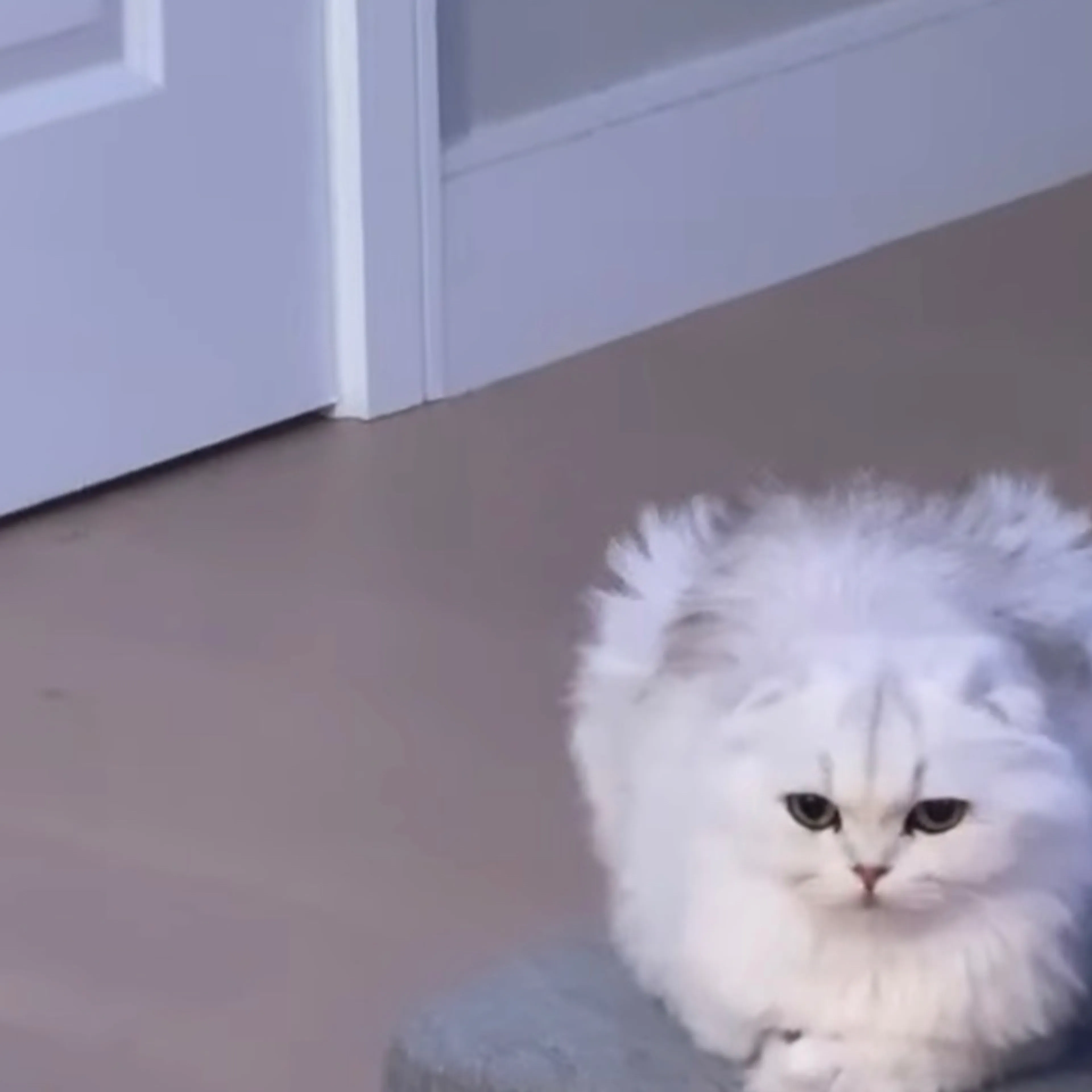 Lost pet-3