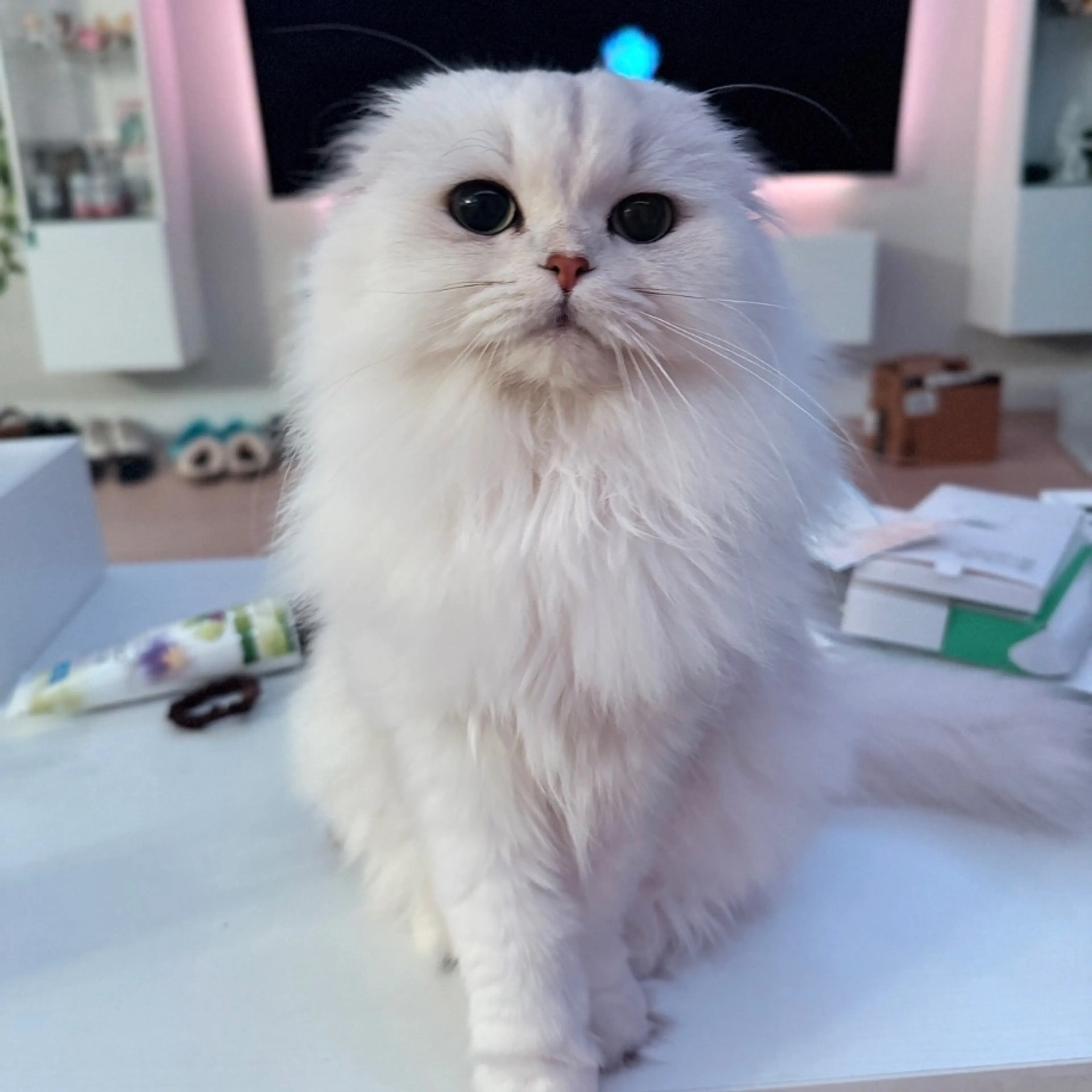 Lost pet-0
