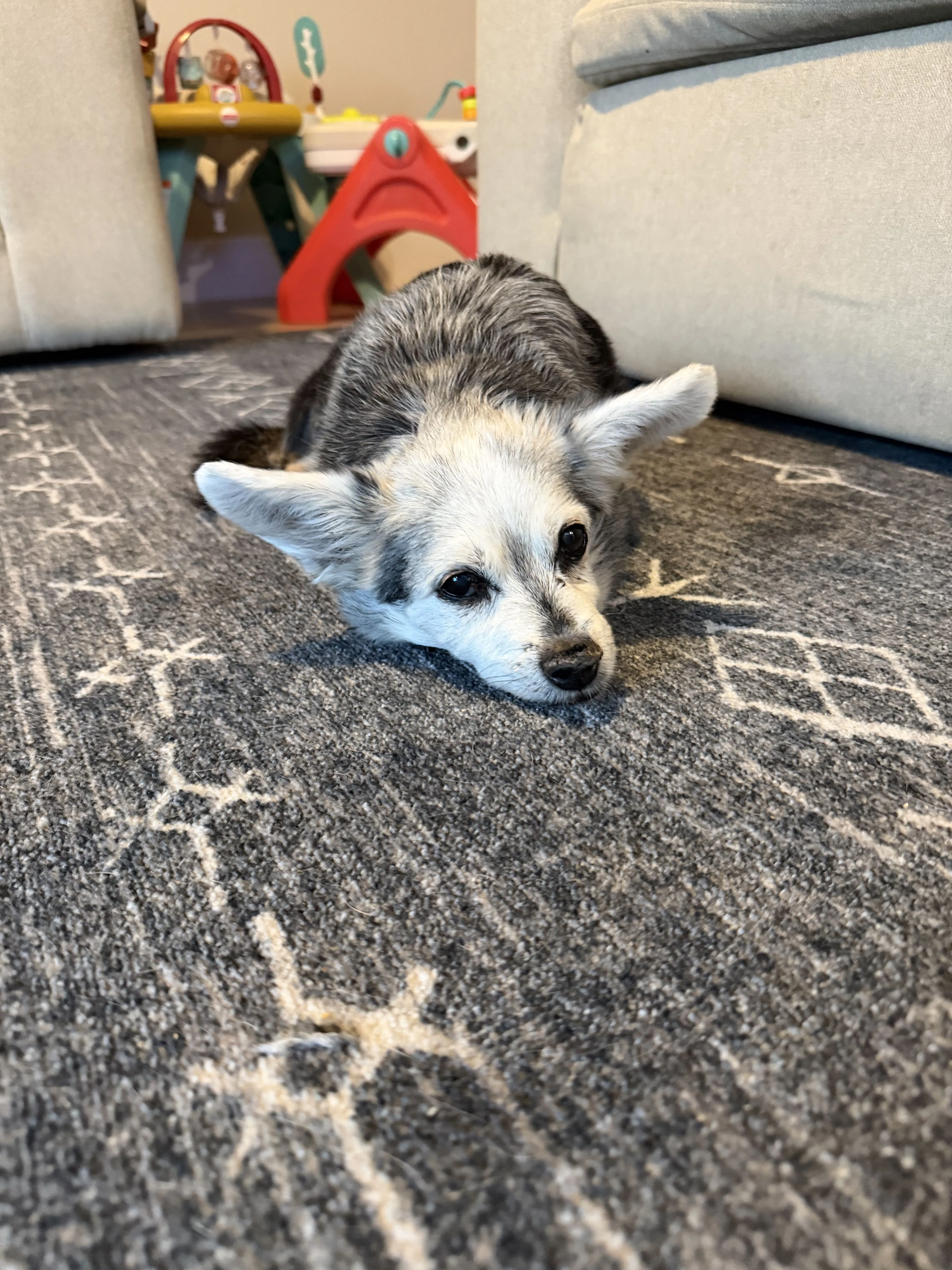 Lost pet