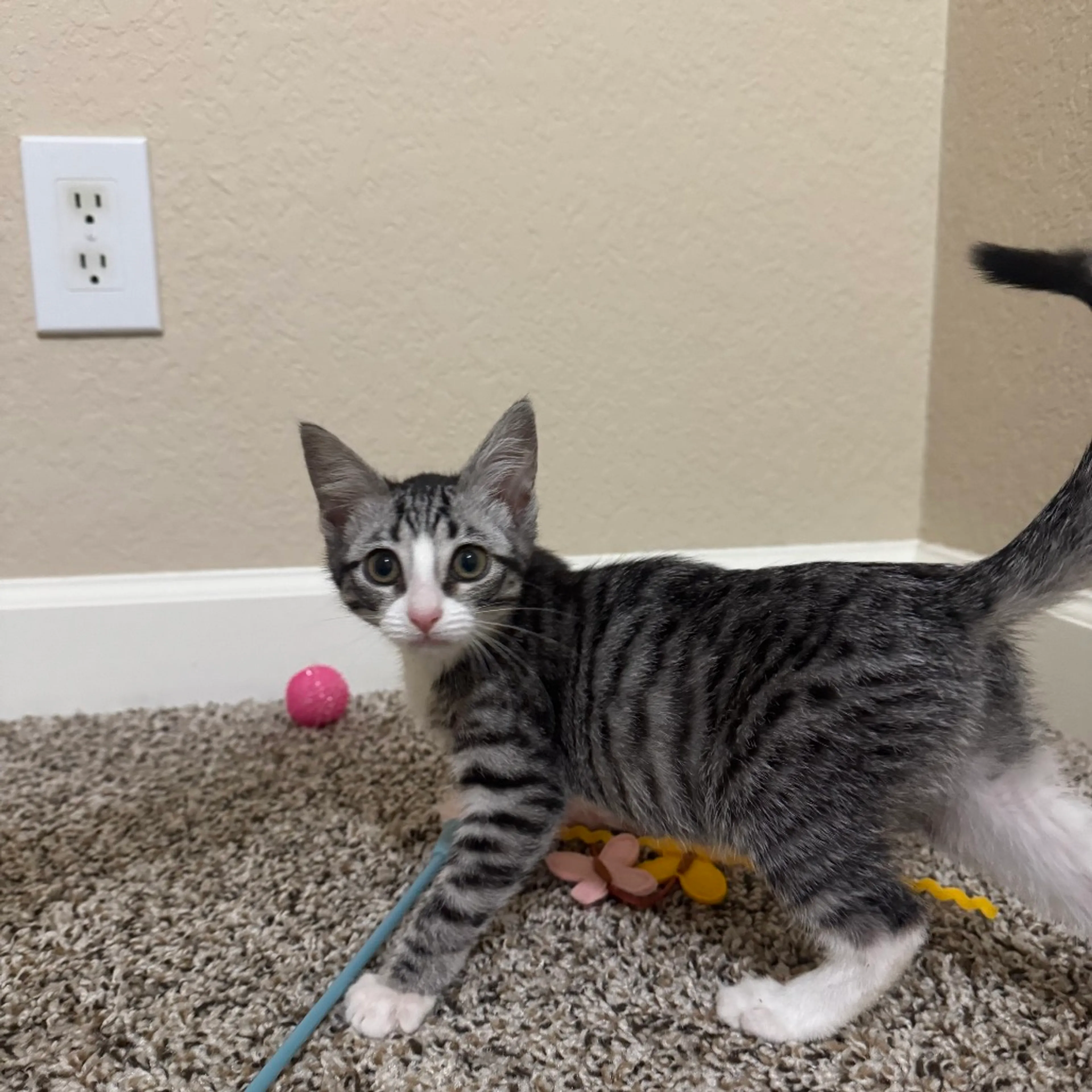 Found pet