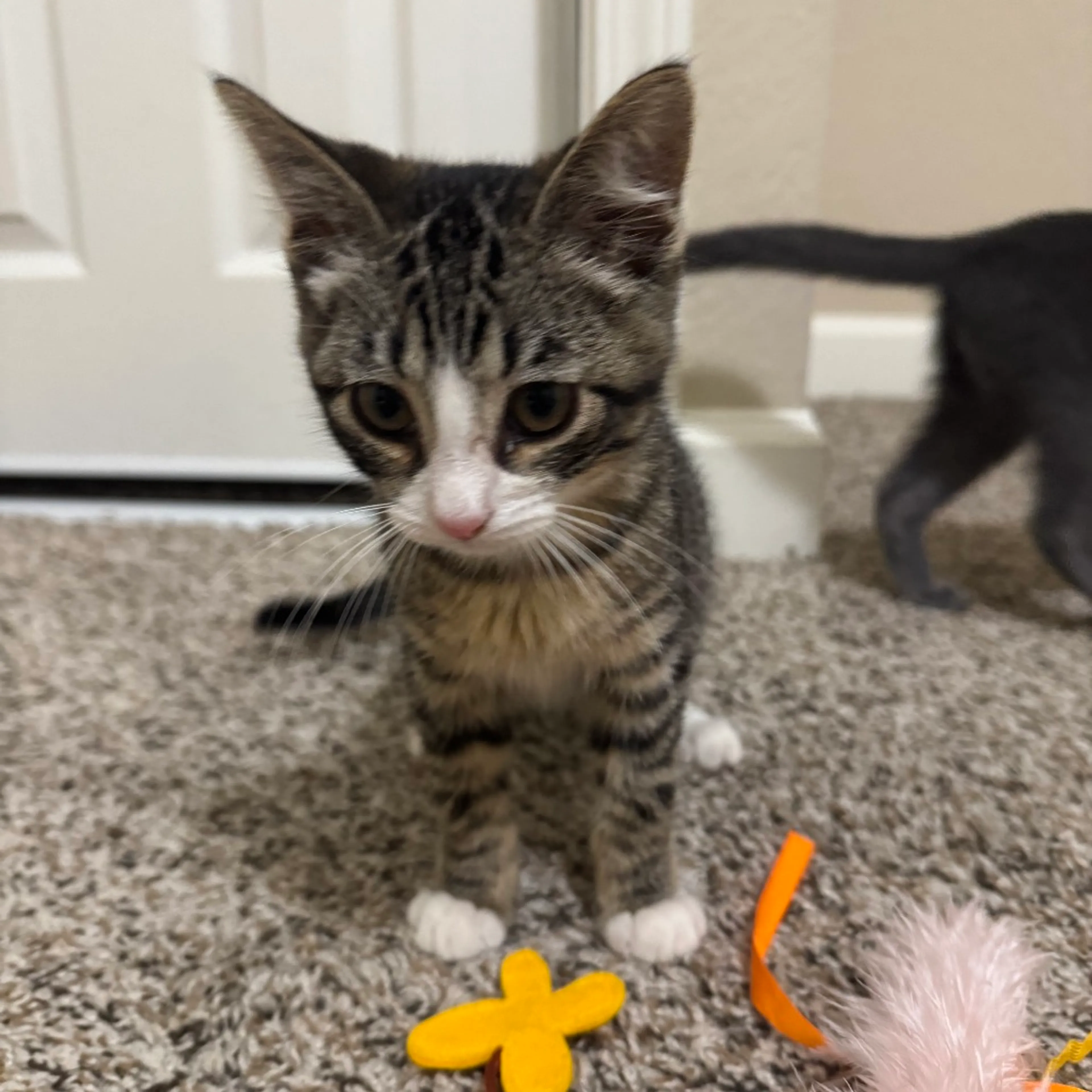 Found pet