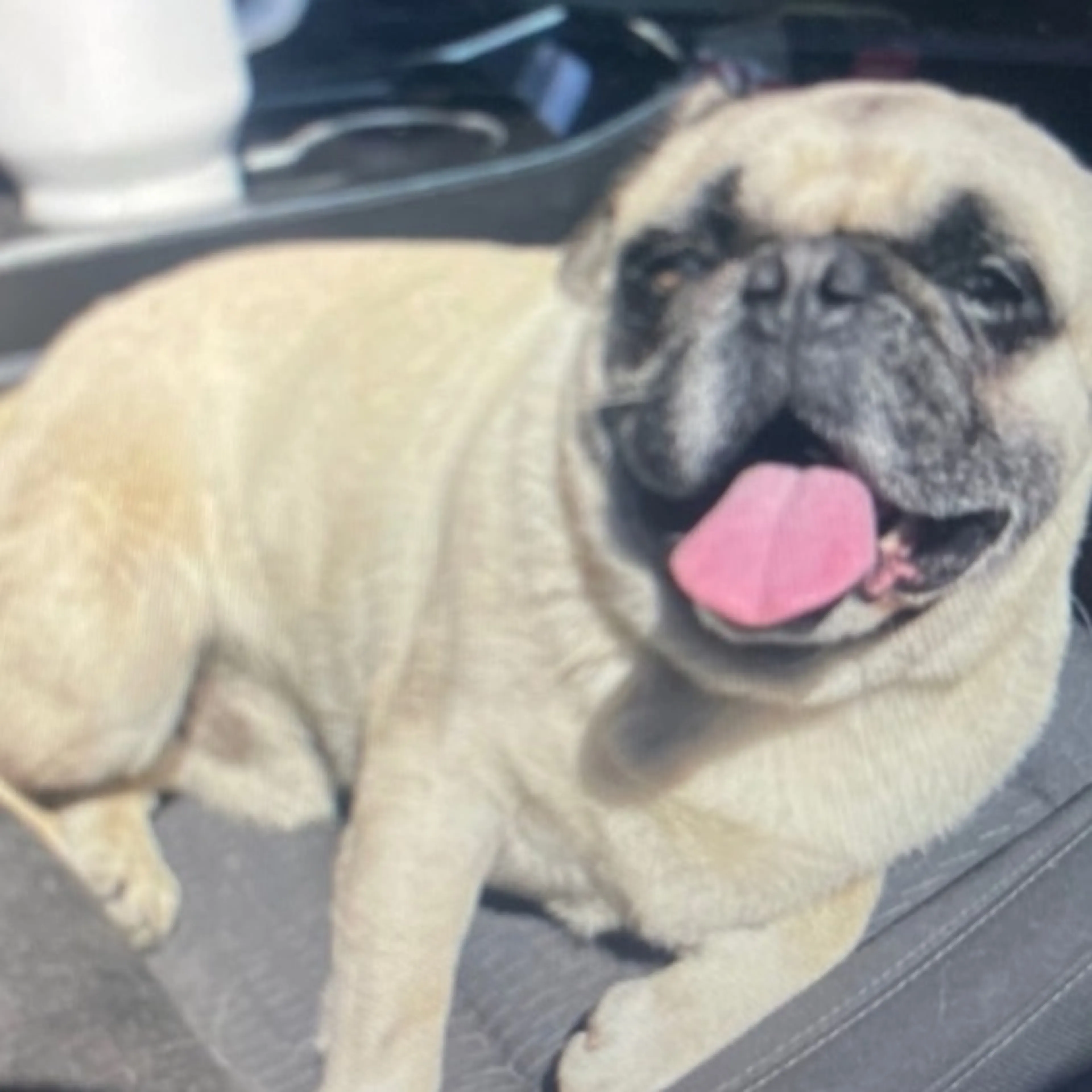 Lost pet