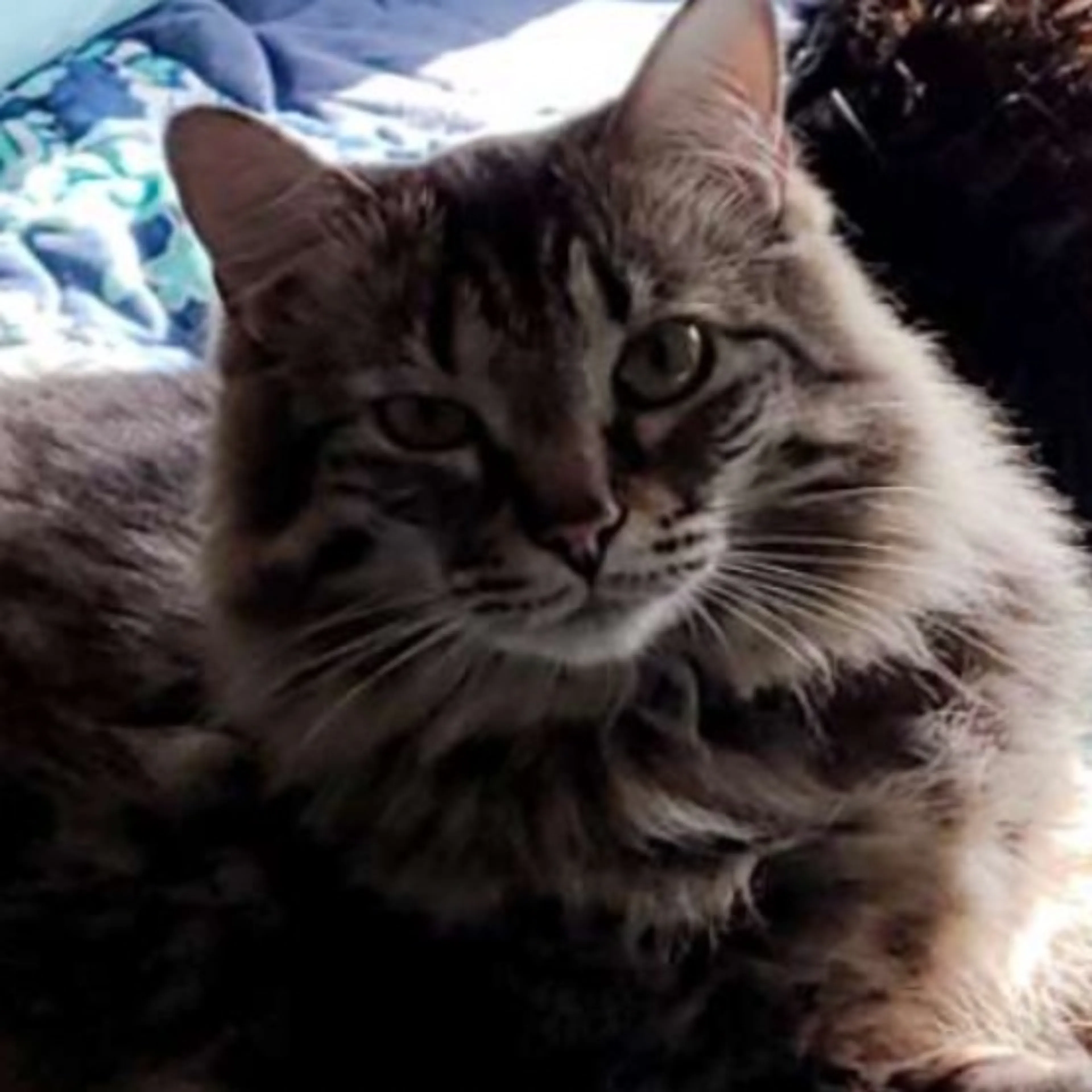 Lost pet