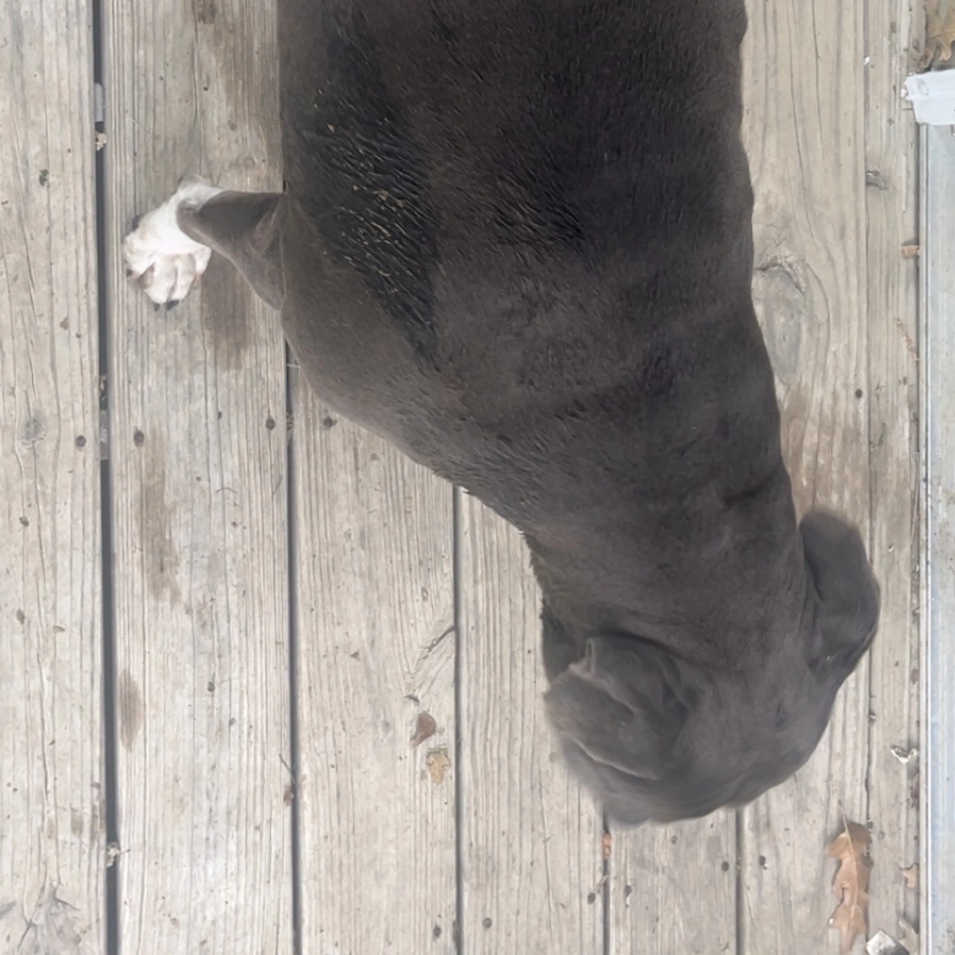 Found pet-1