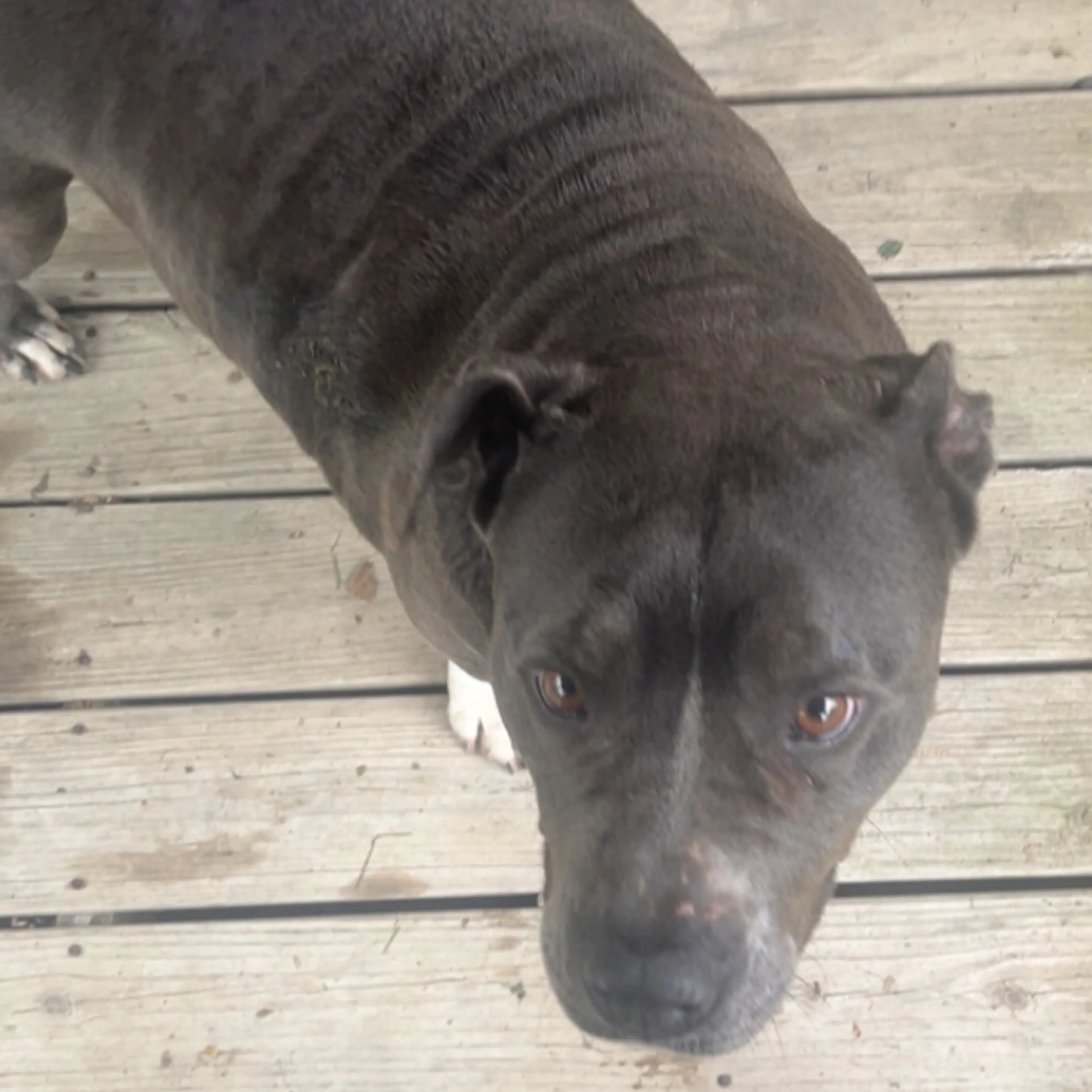 Found pet-2
