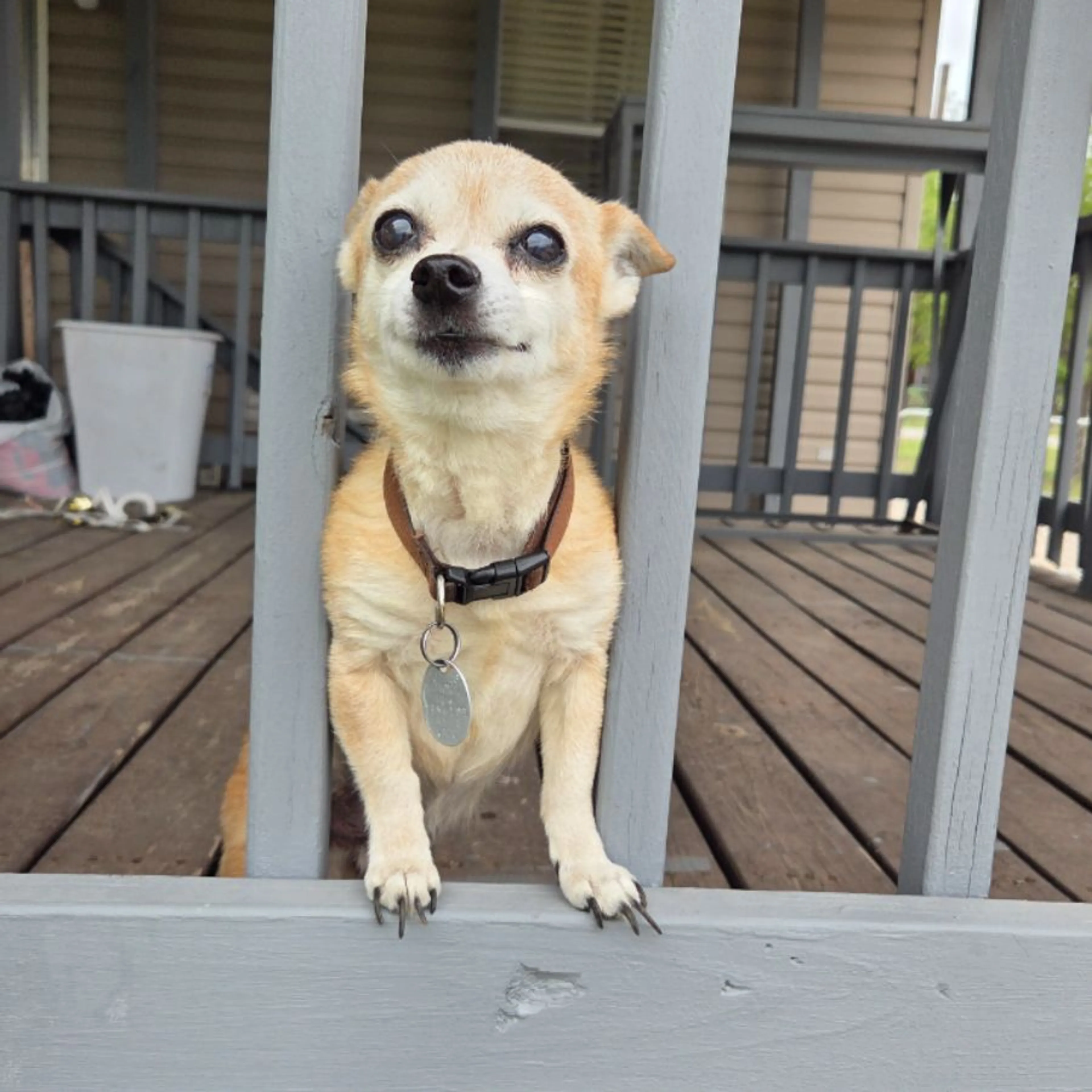 Lost pet