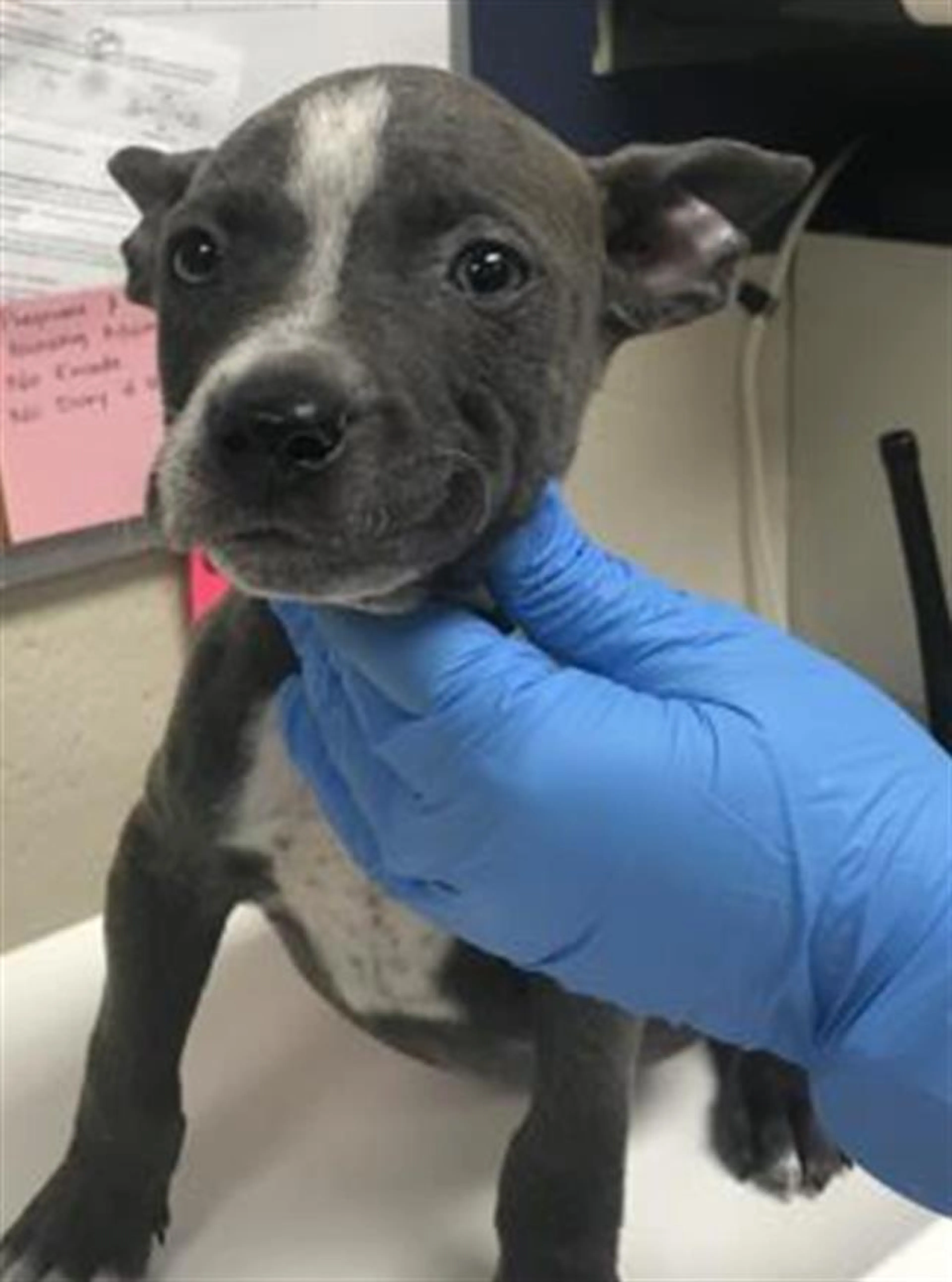 Found pet