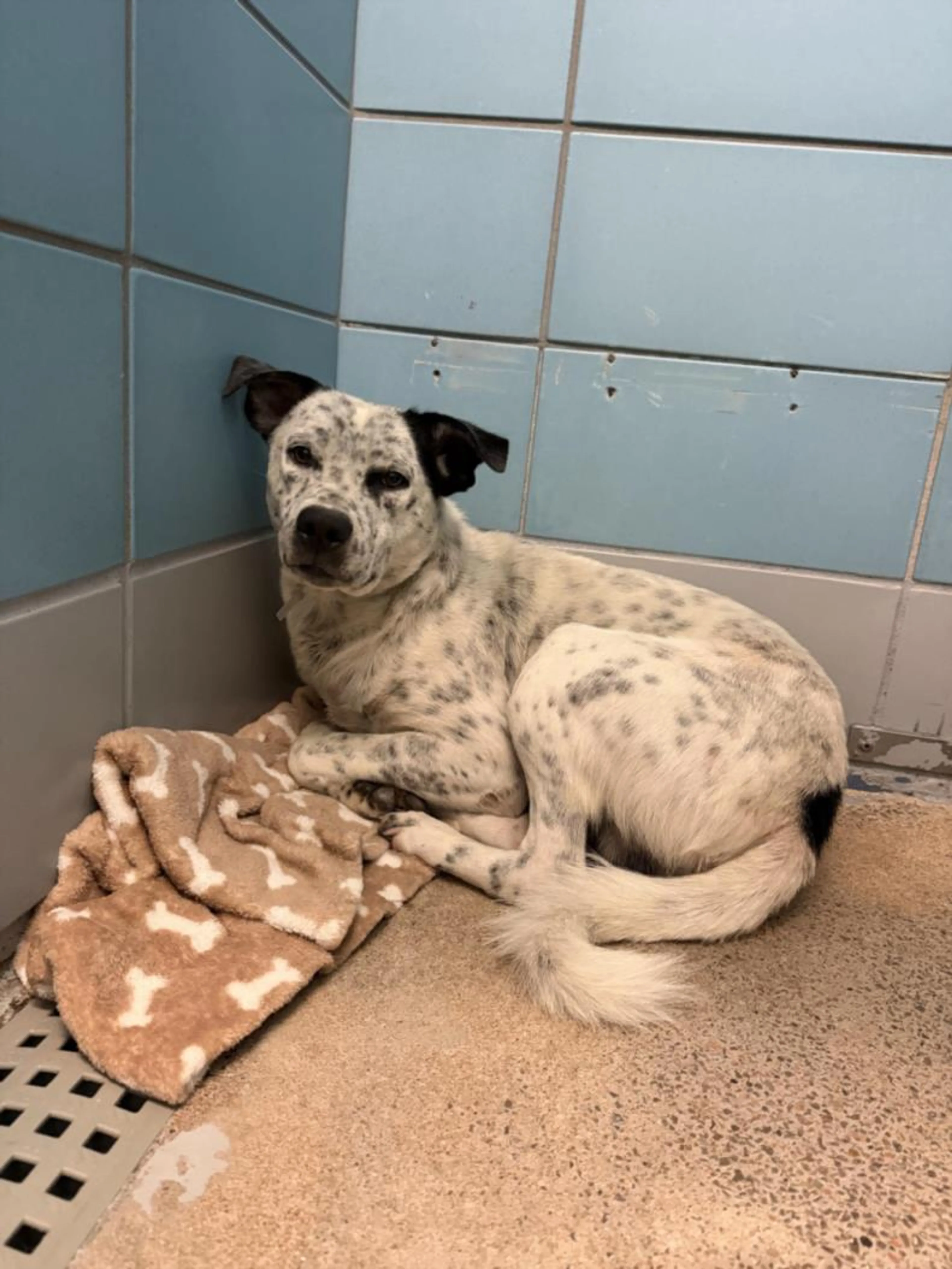 Found pet