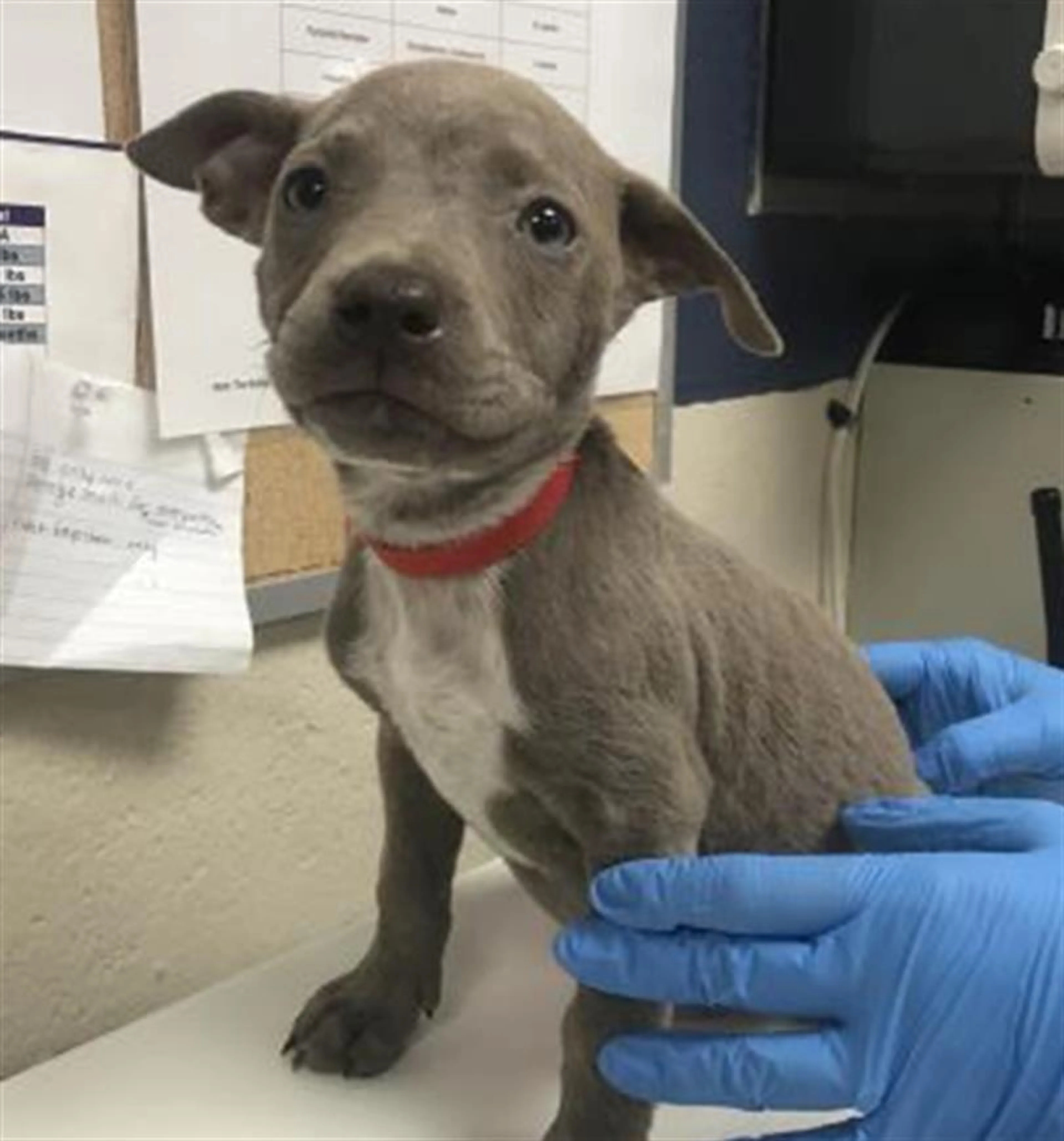 Found pet