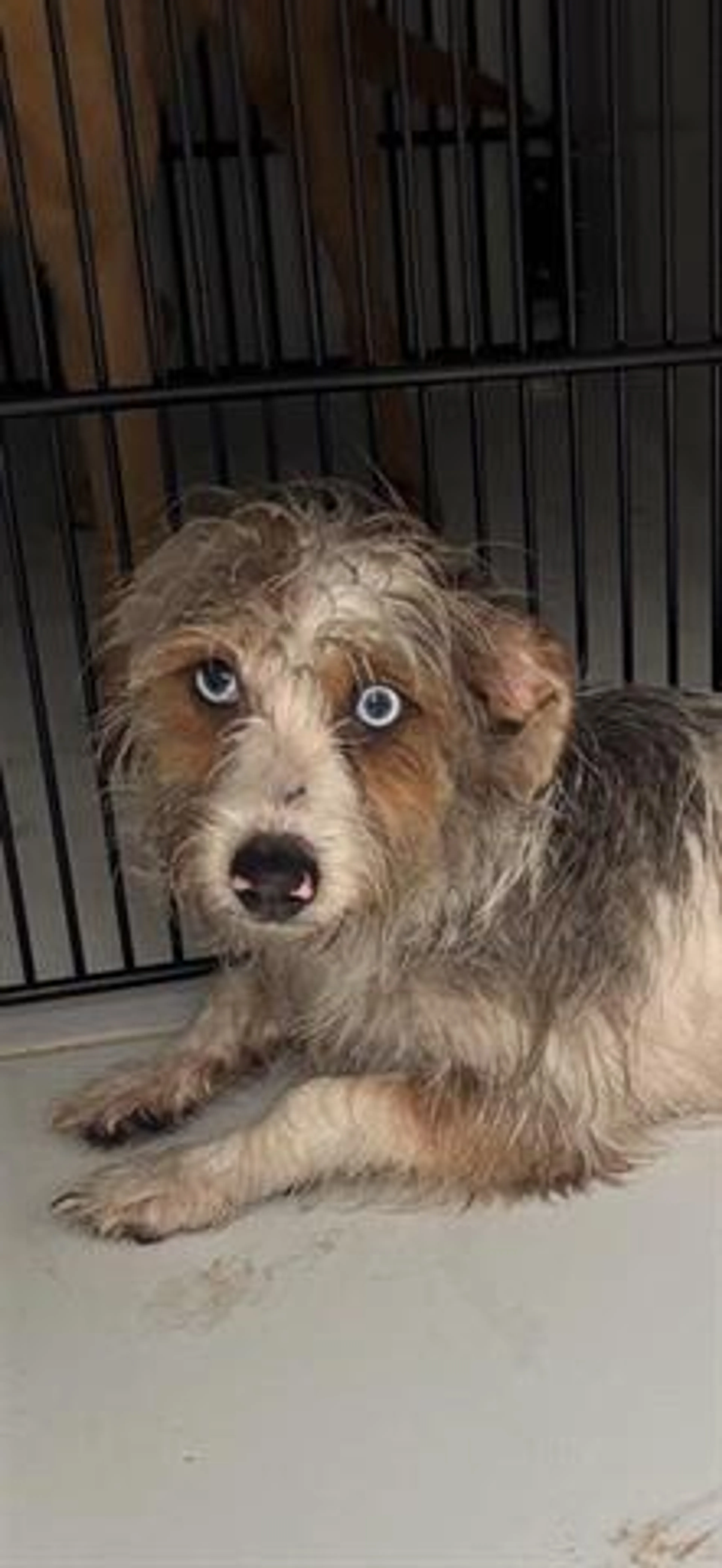 Found pet