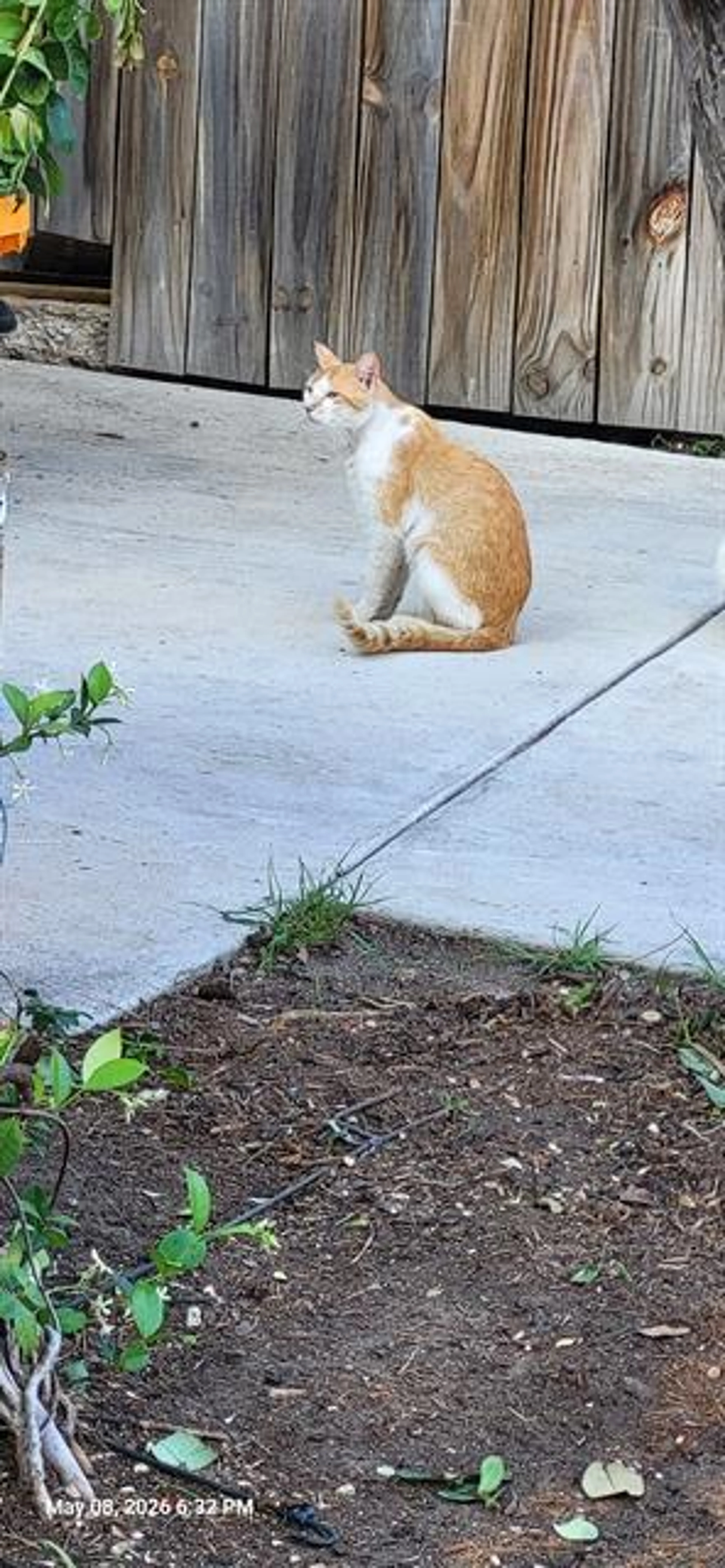 Found pet