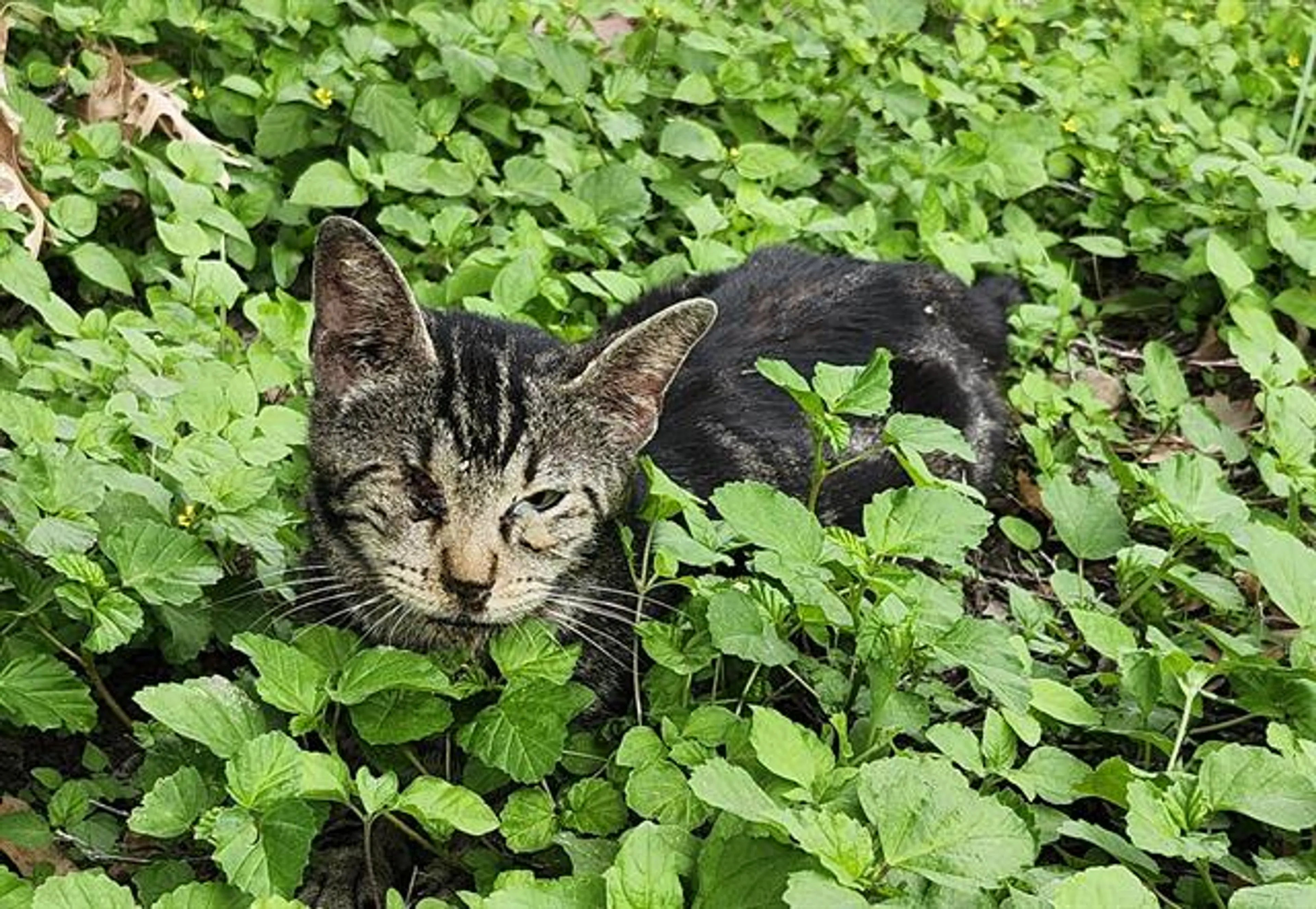 Found pet
