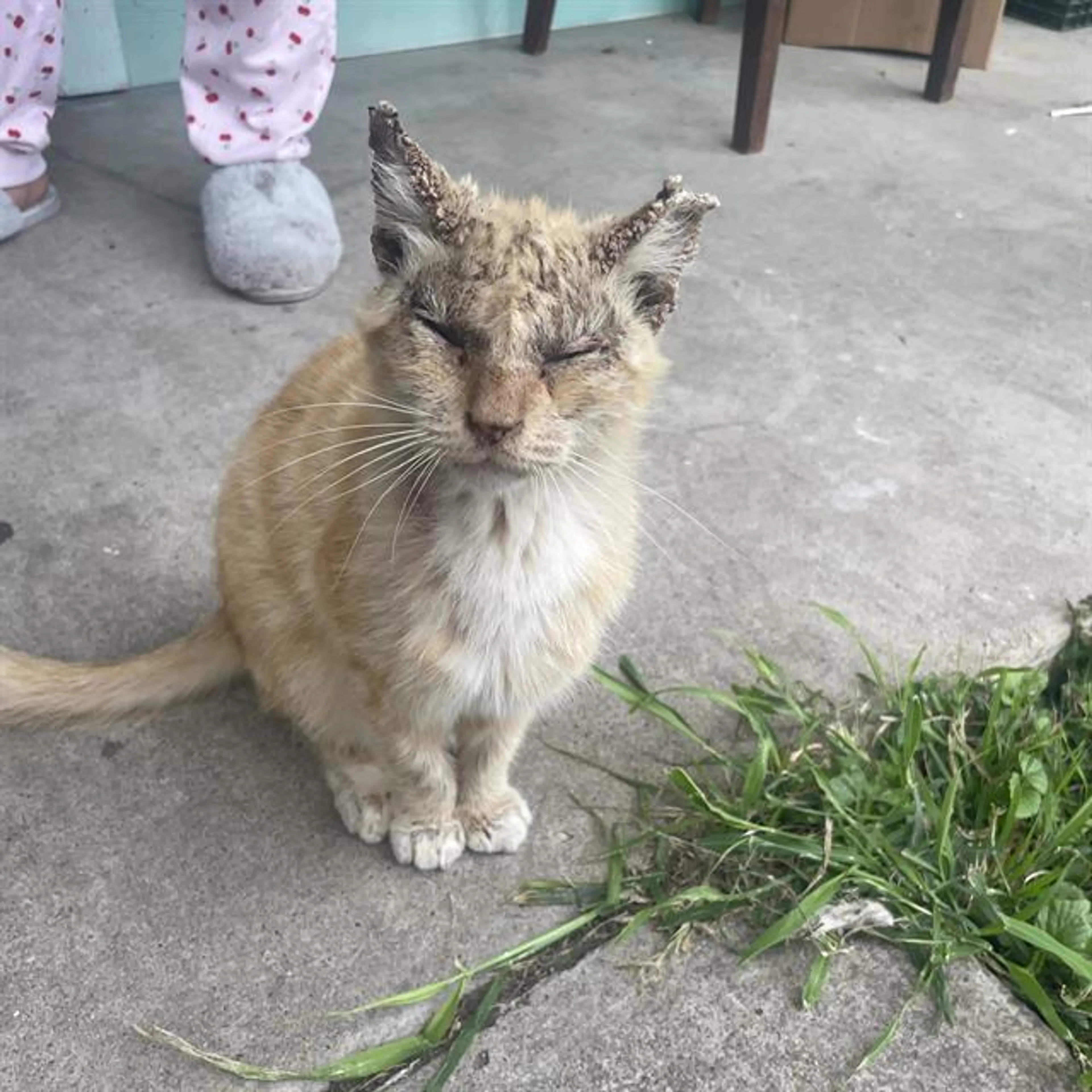 Found pet