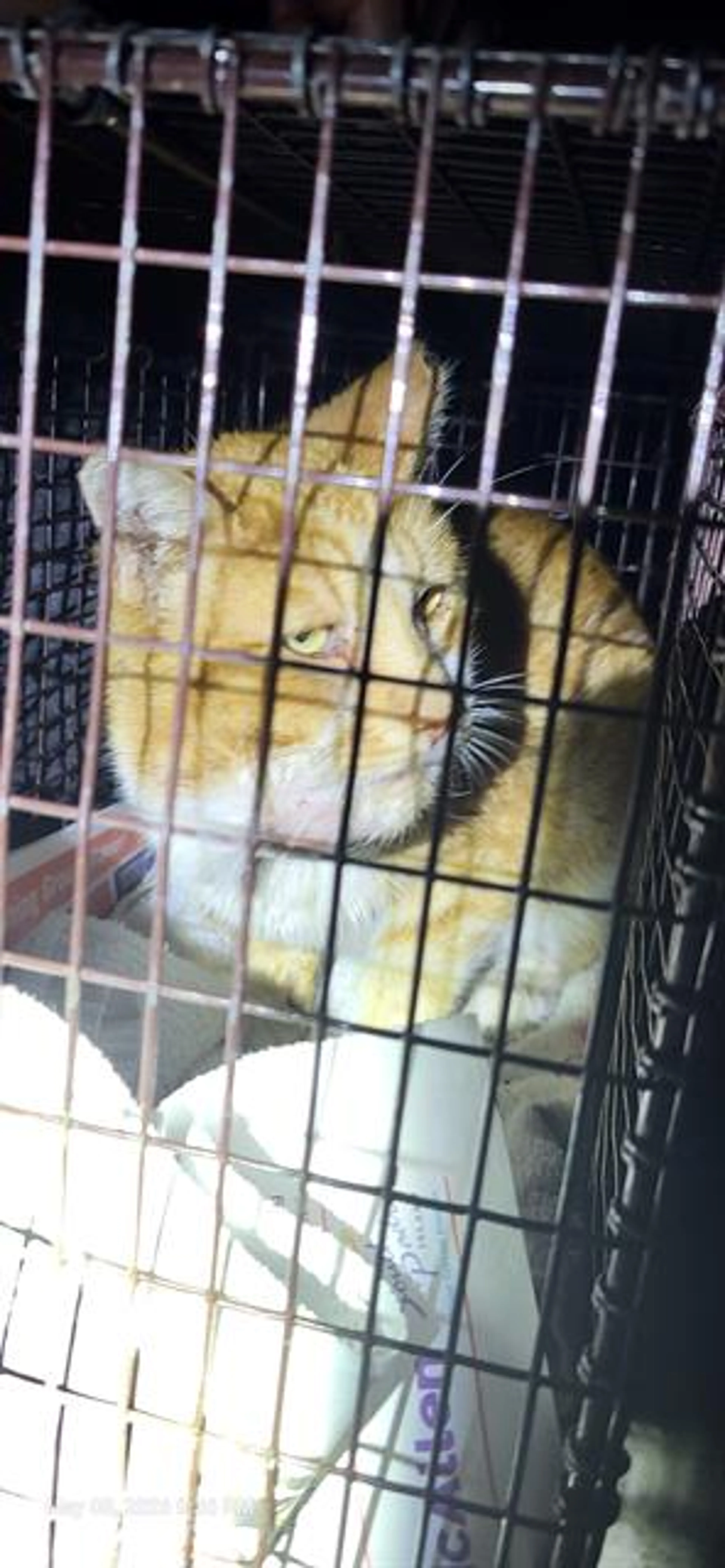 Found pet