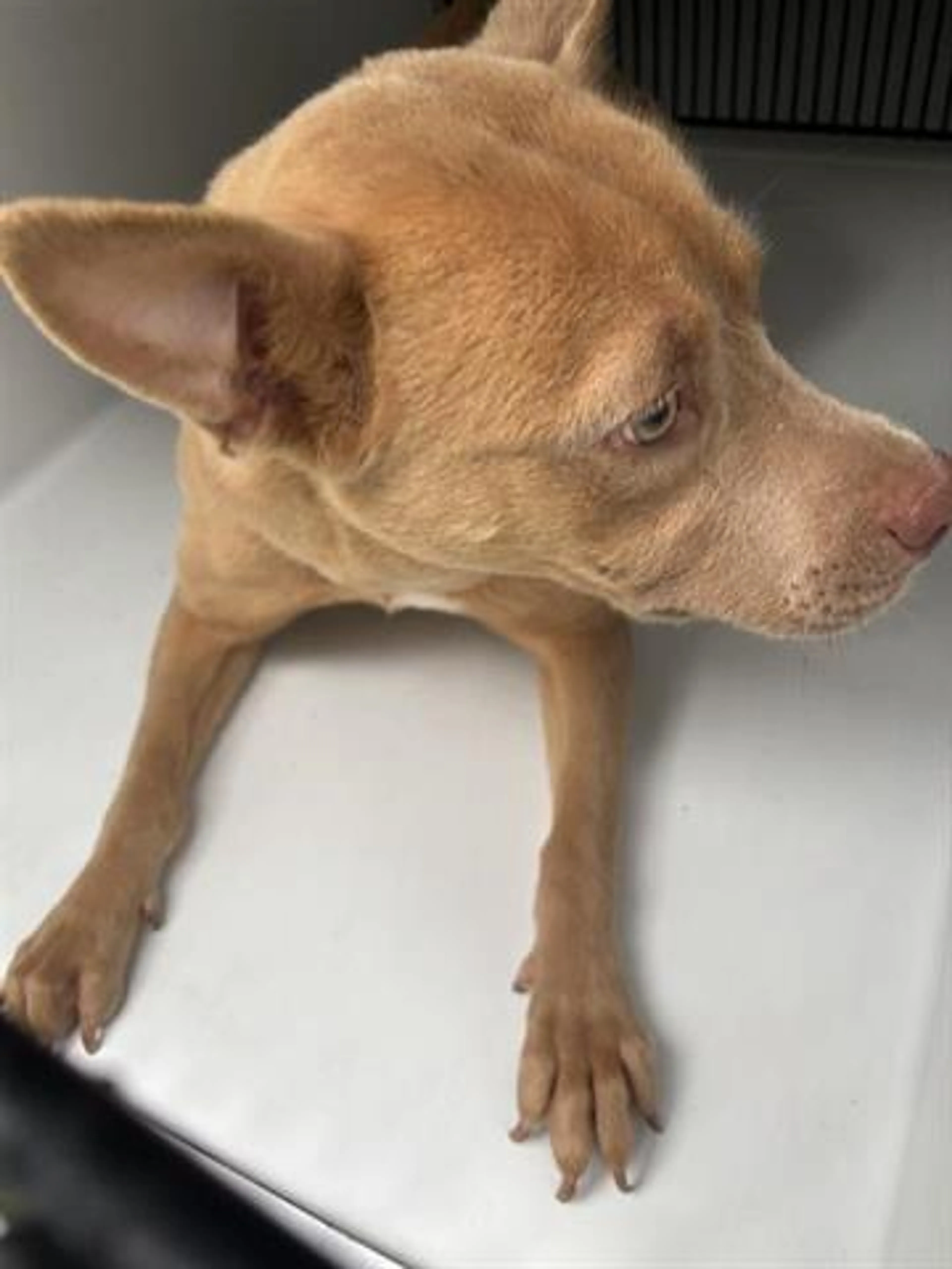 Found pet