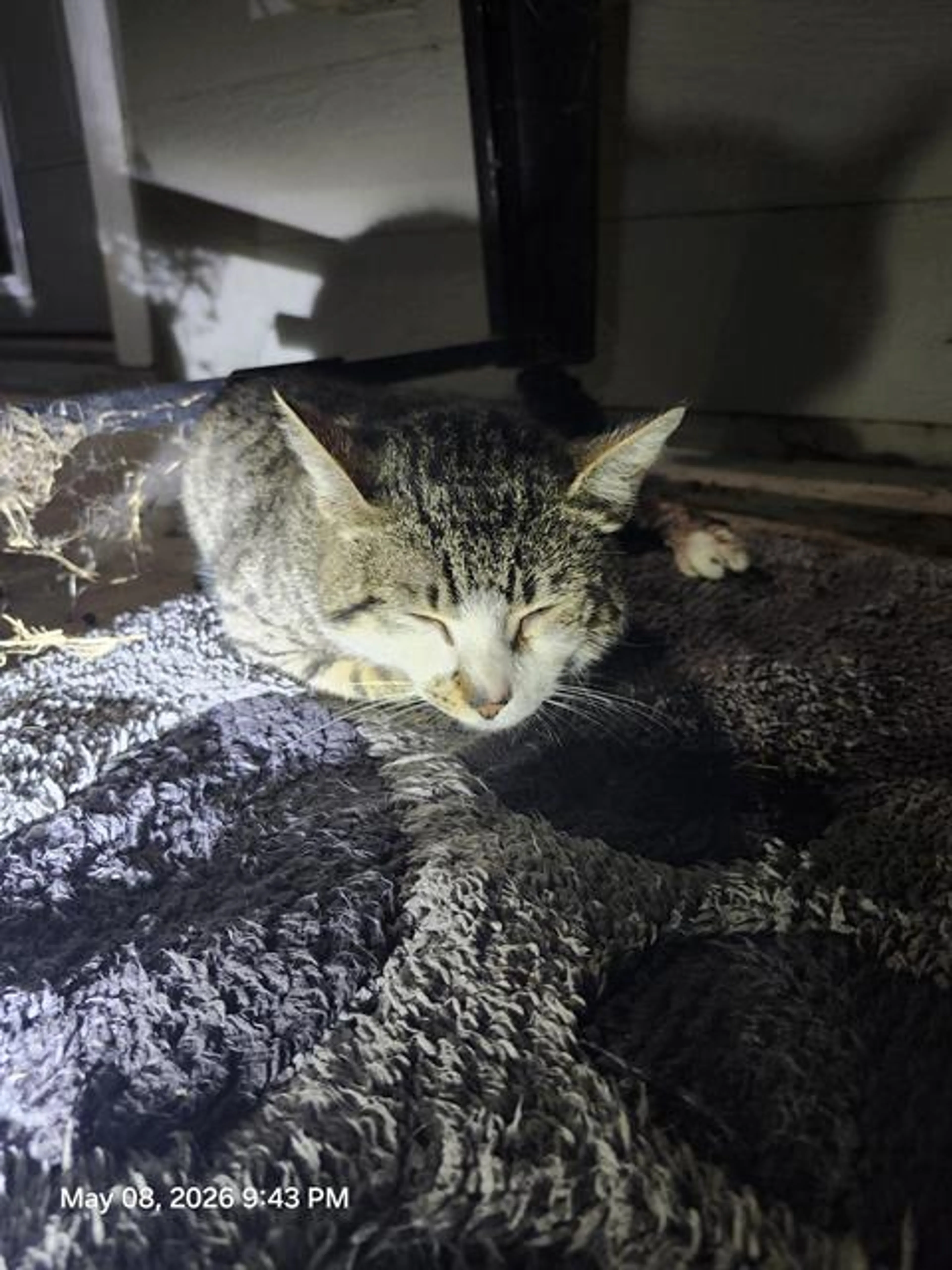 Found pet