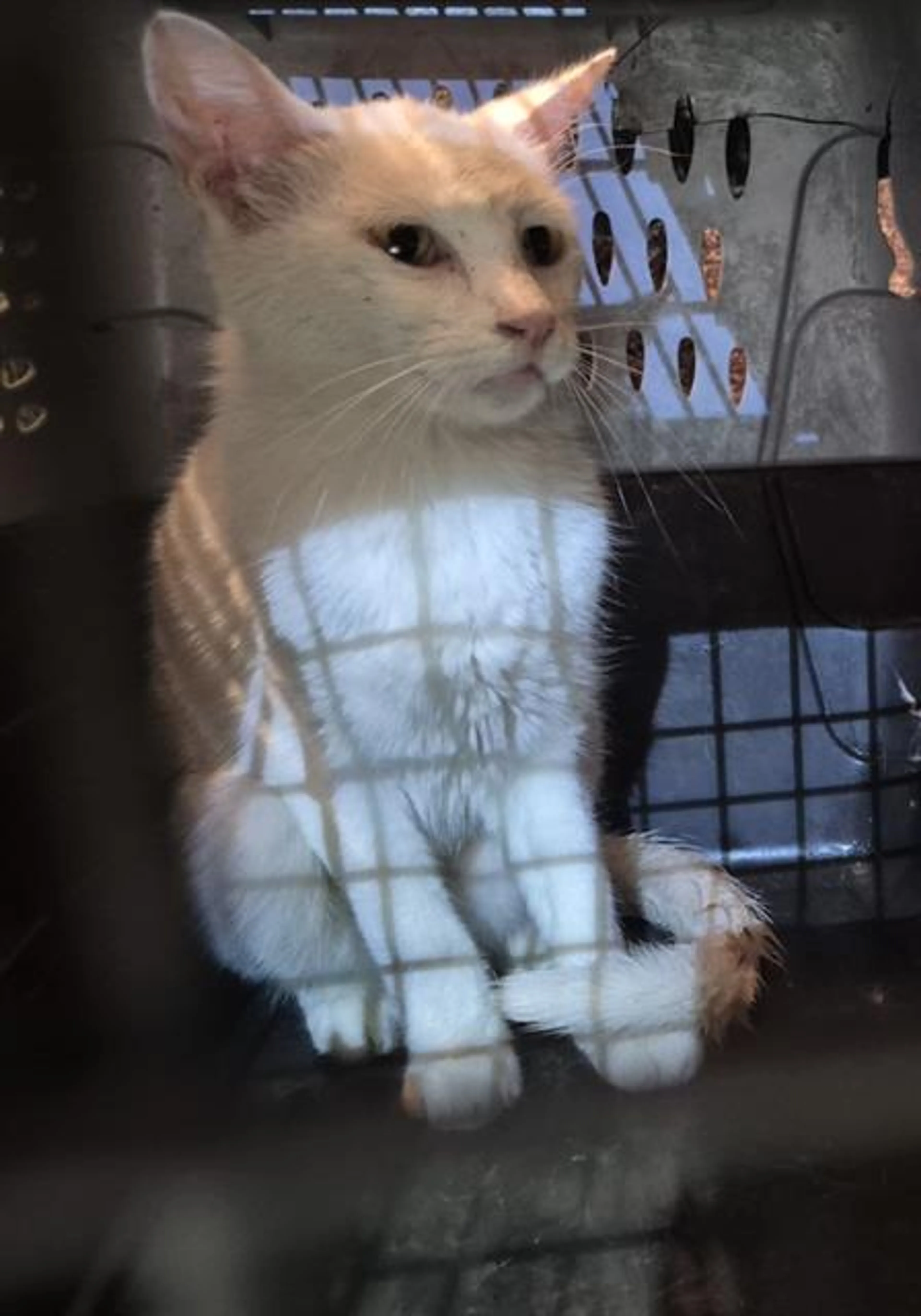Found pet
