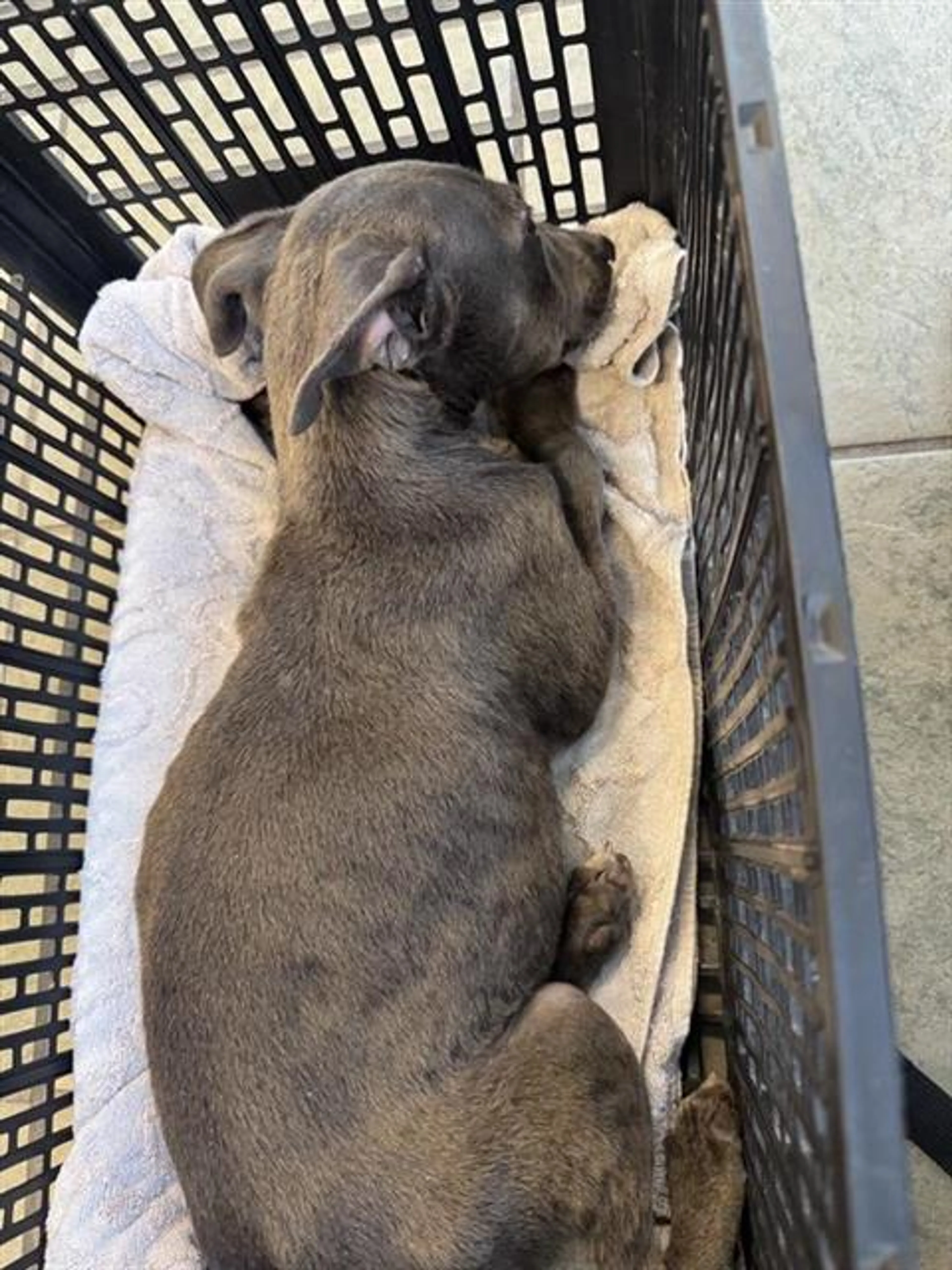 Found pet