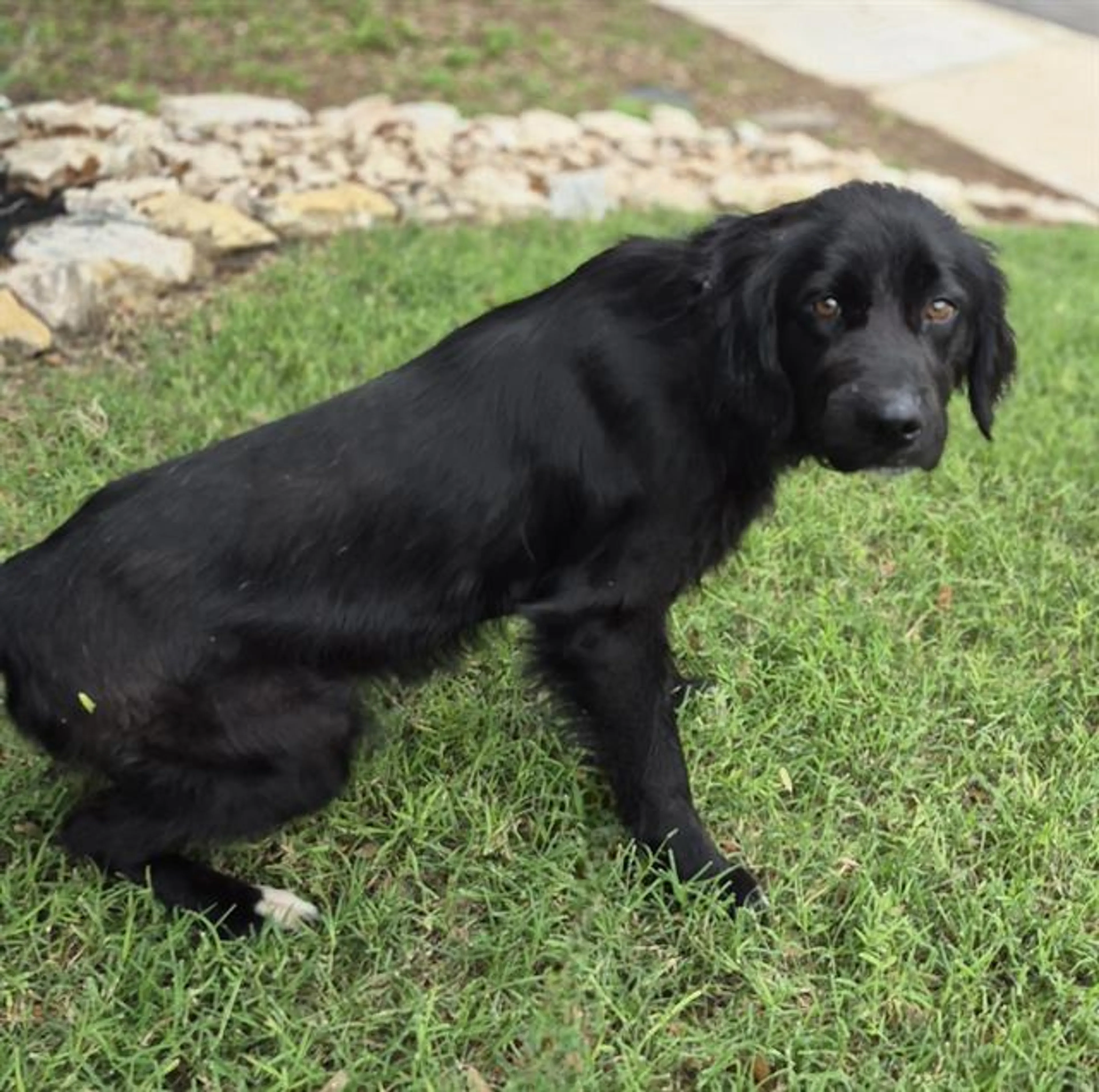 Found pet