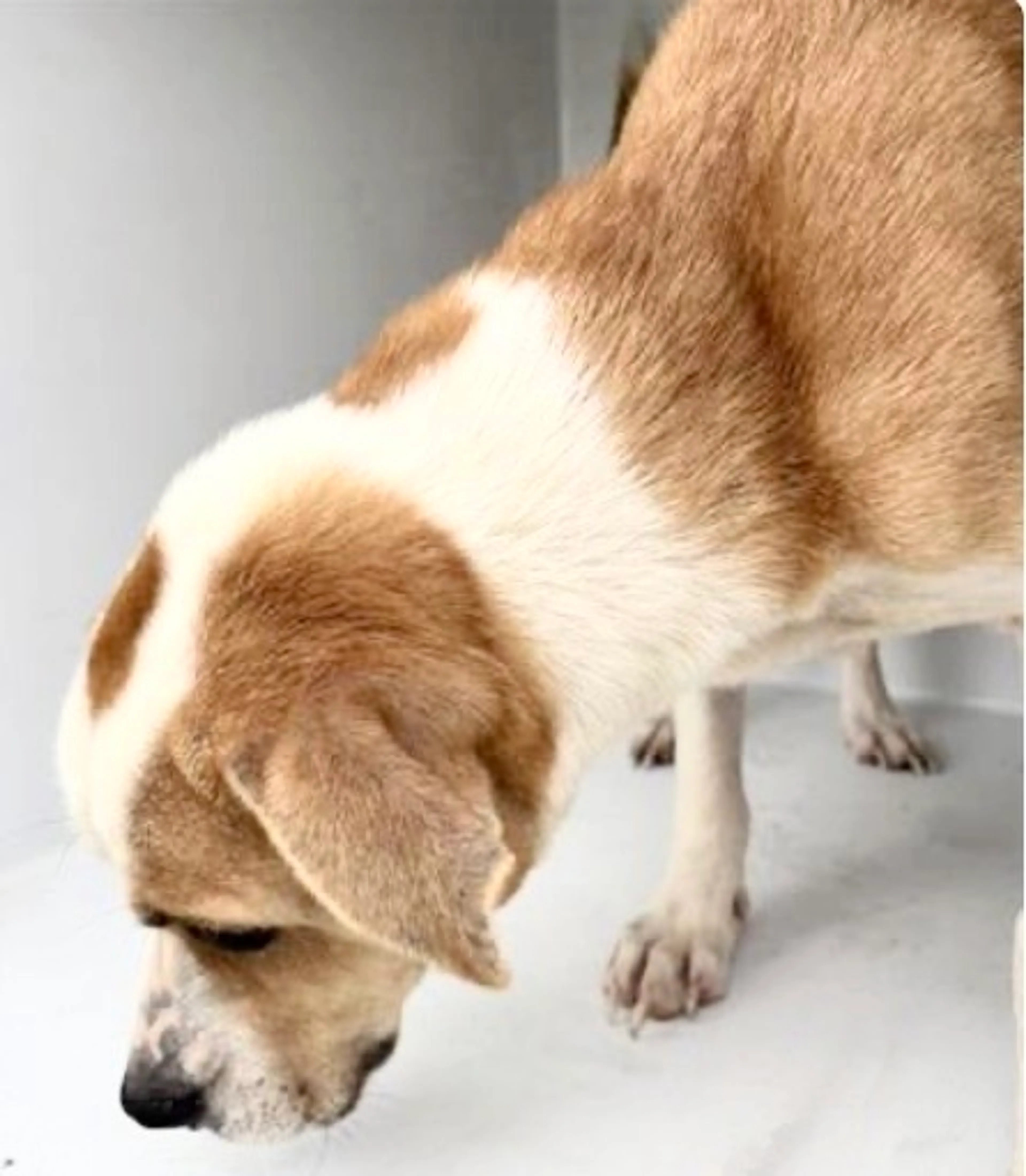 Found pet