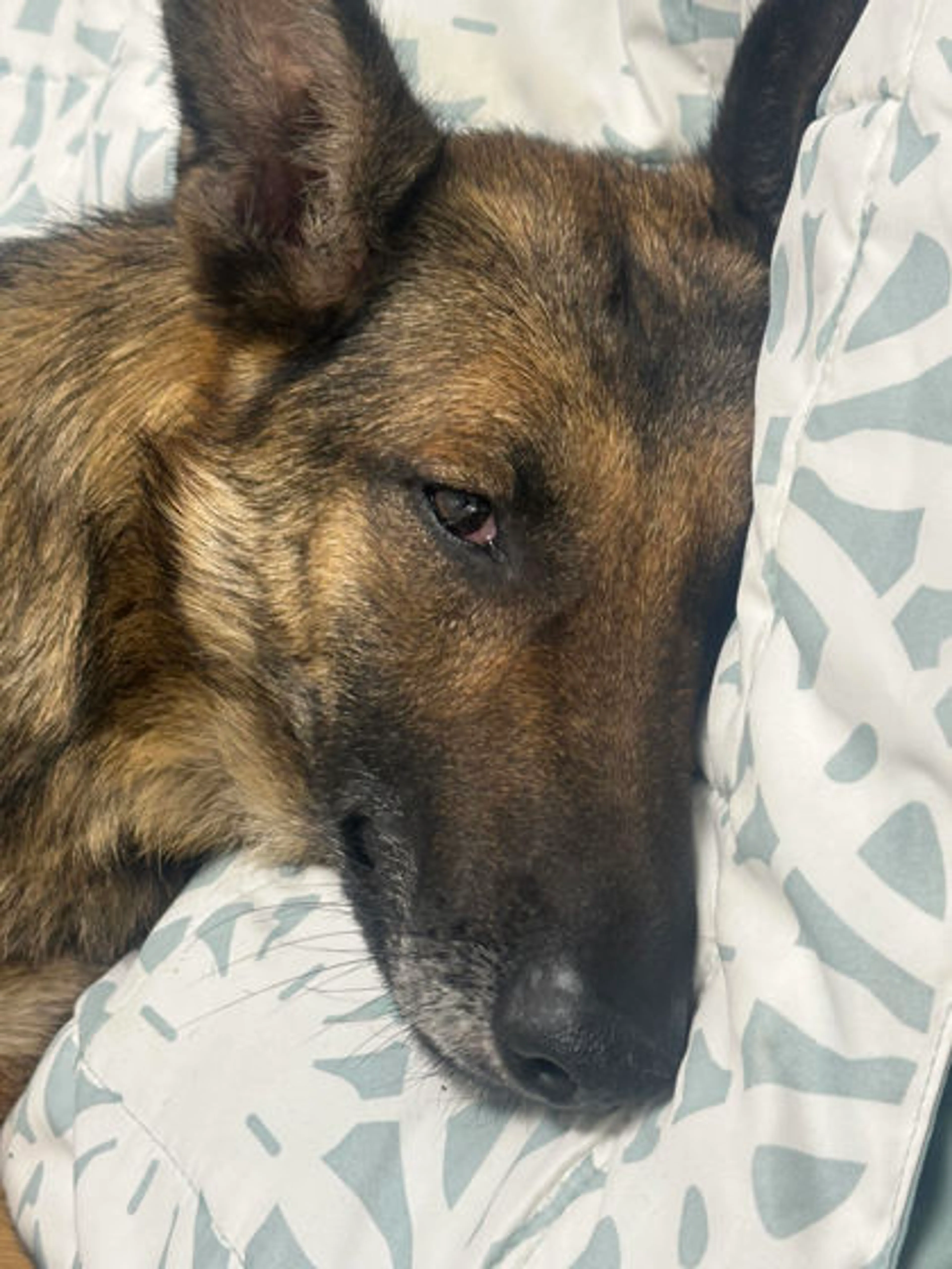 Found pet