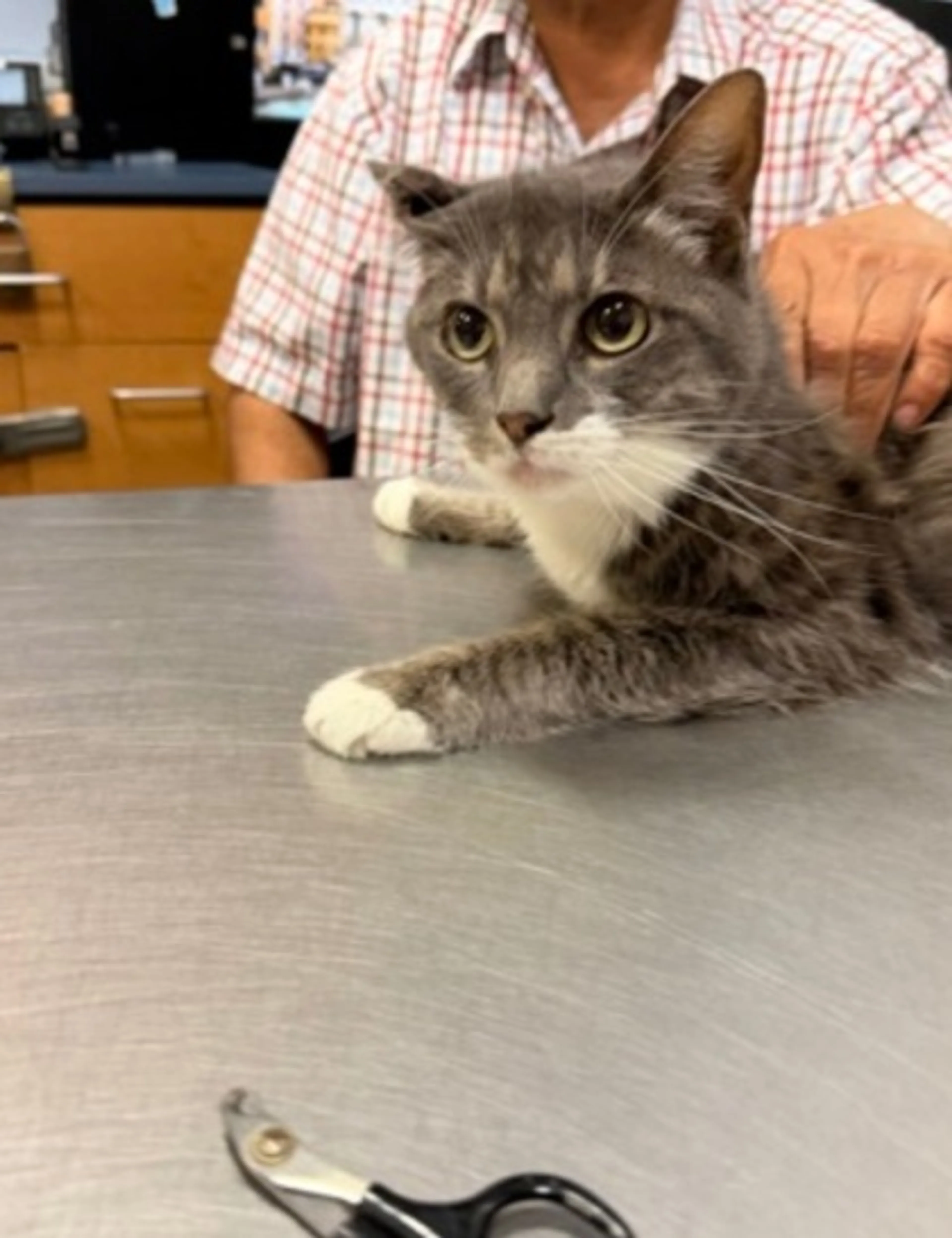 Found pet