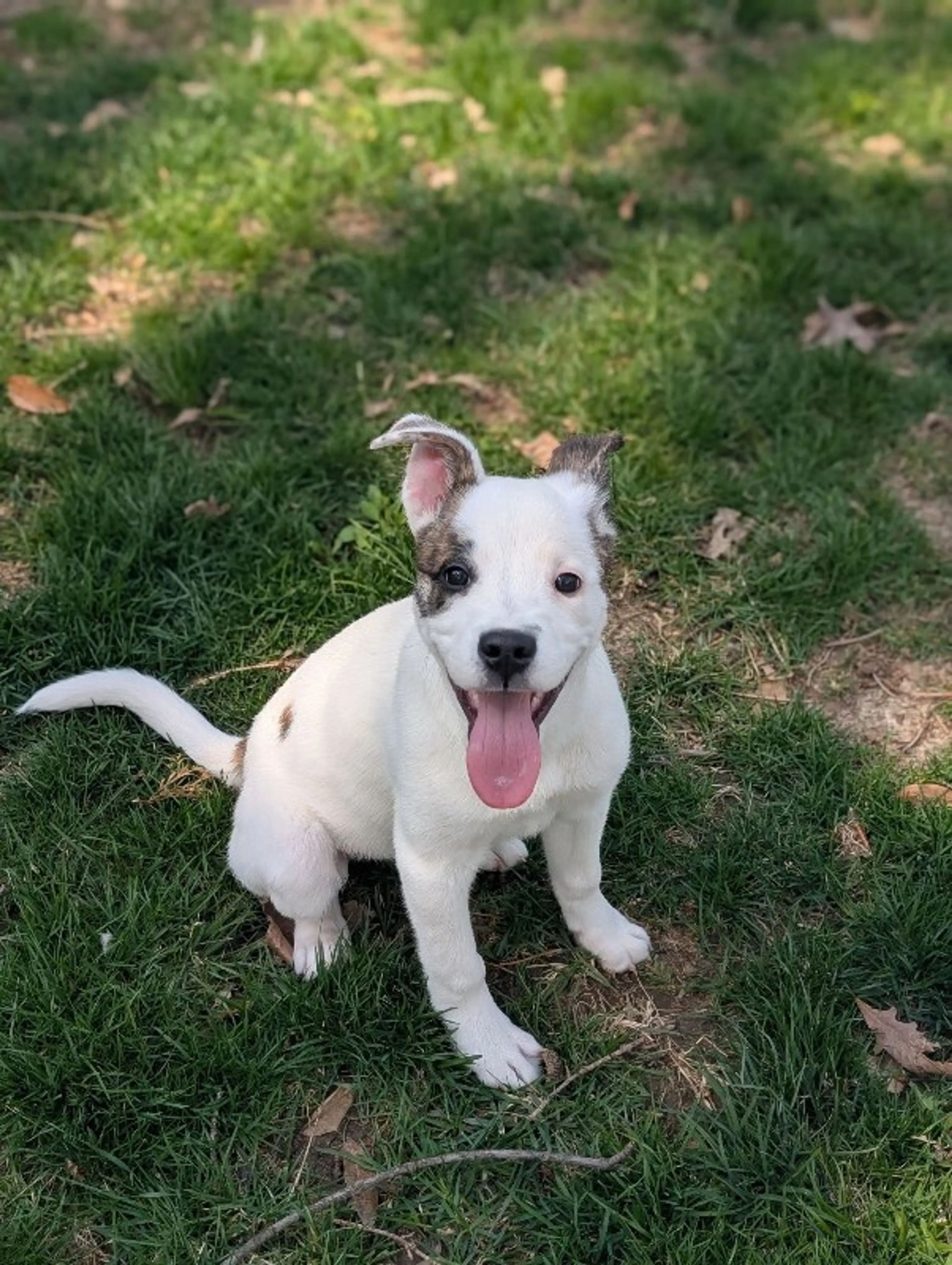 Found pet-3