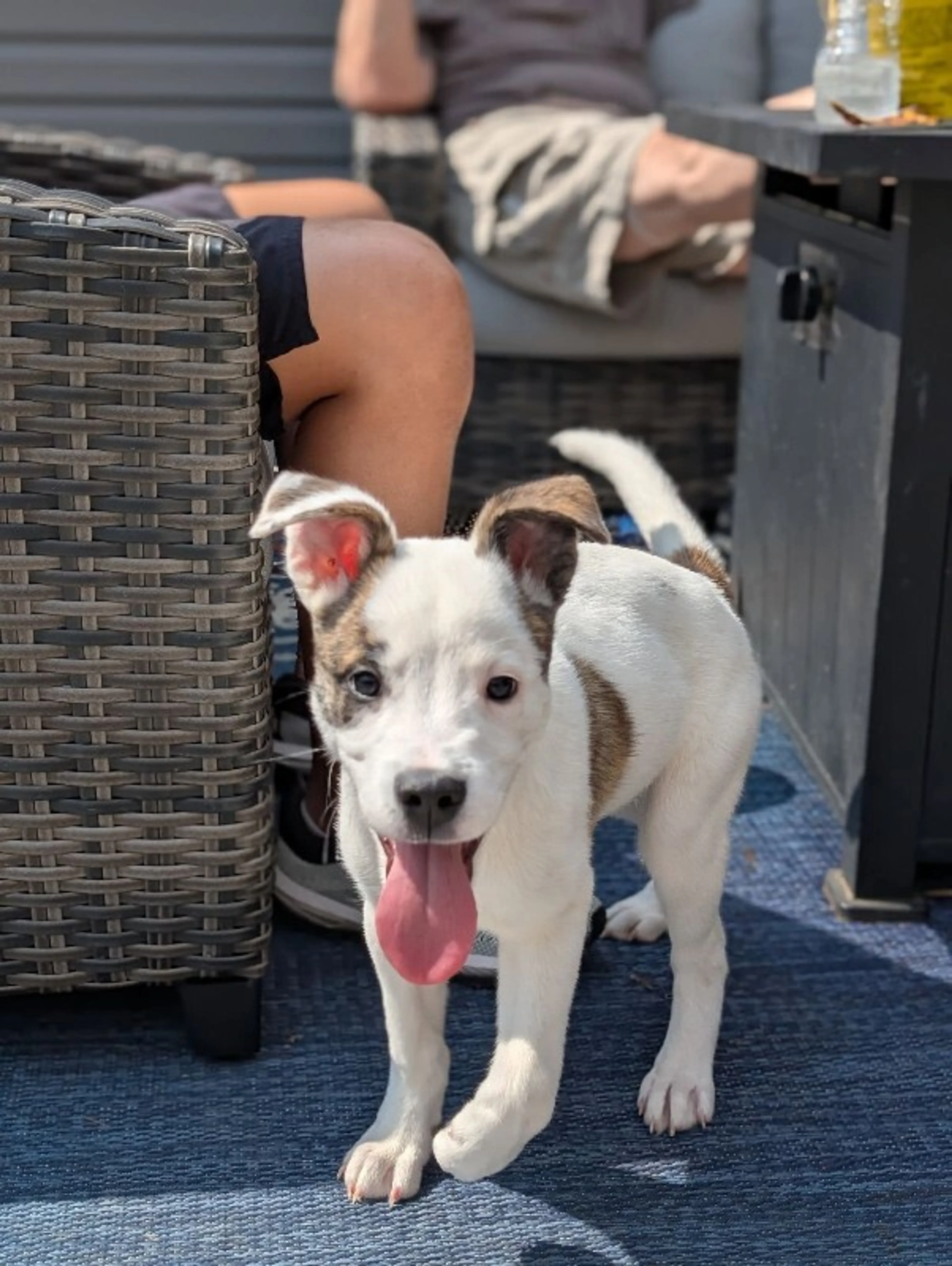 Found pet-2