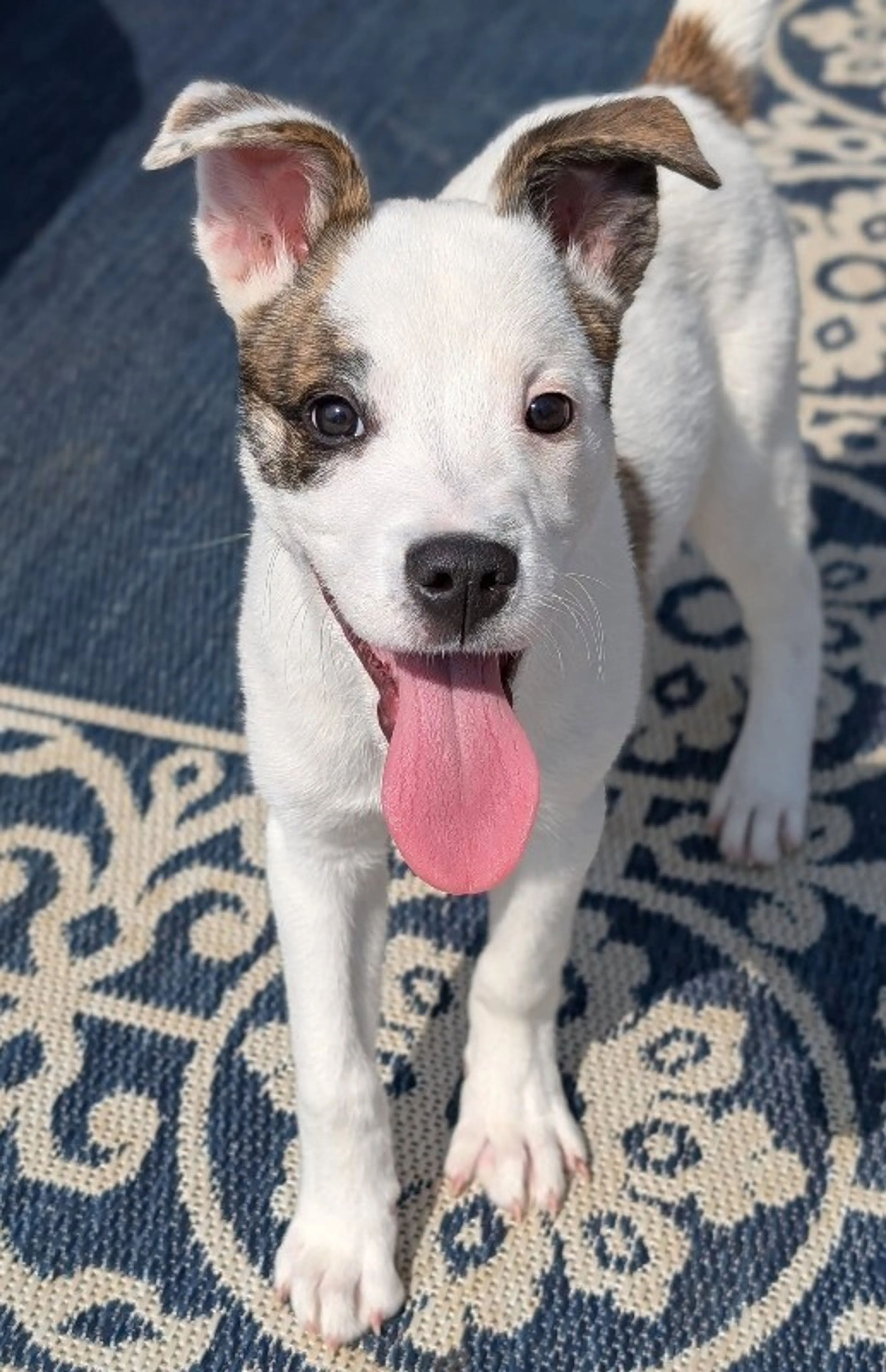 Found pet-1