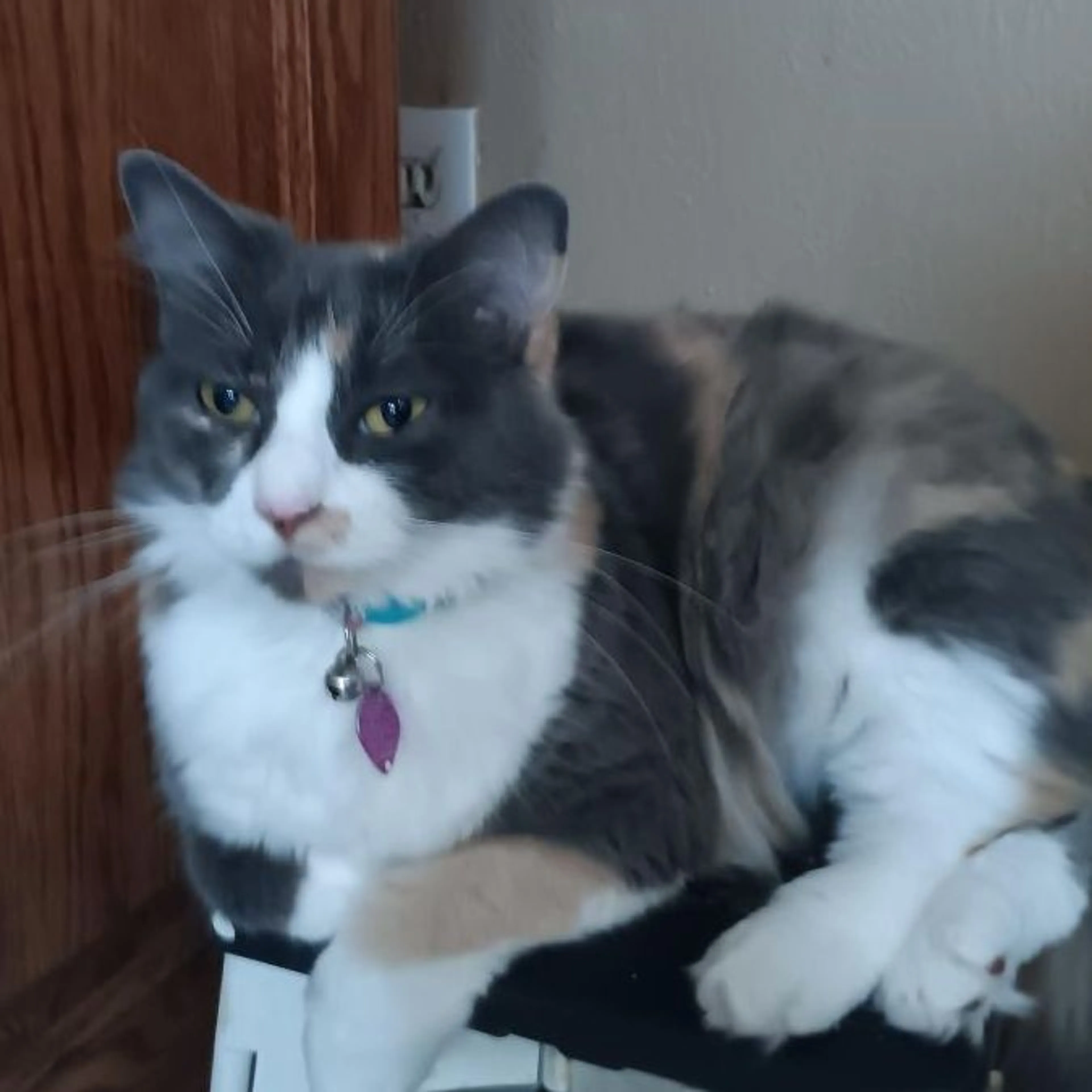 Lost pet-0
