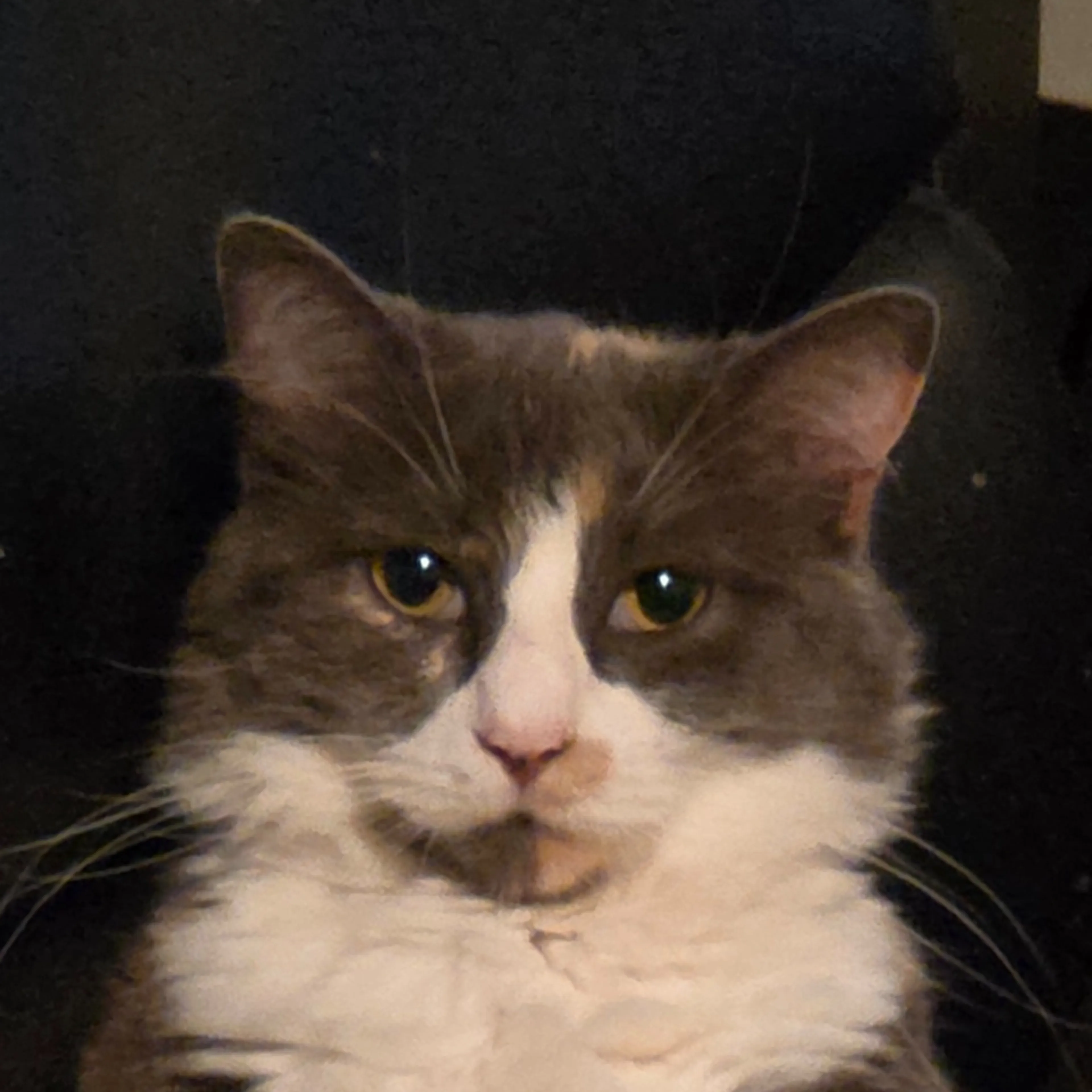 Lost pet-2