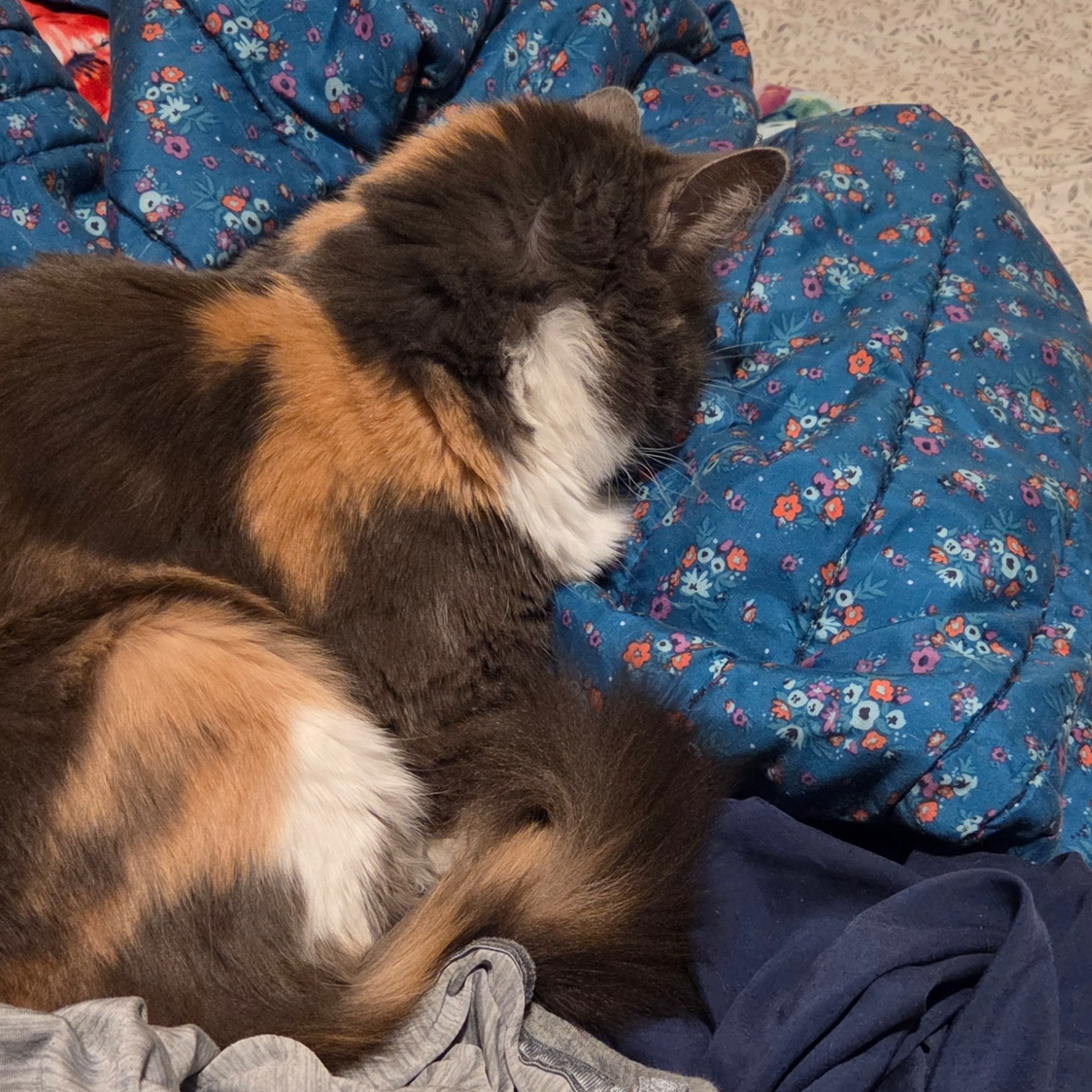 Lost pet-3