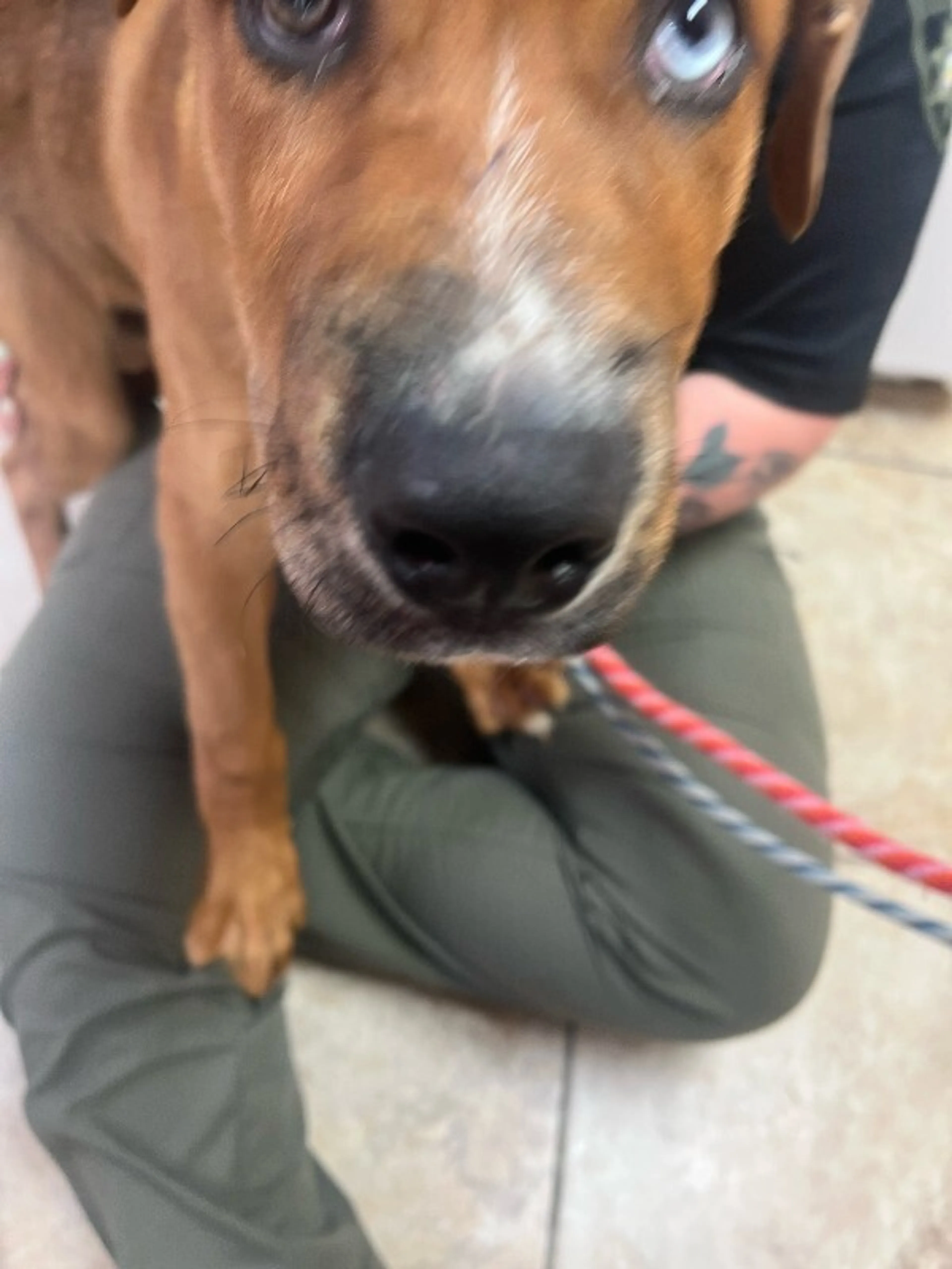 Found pet-1