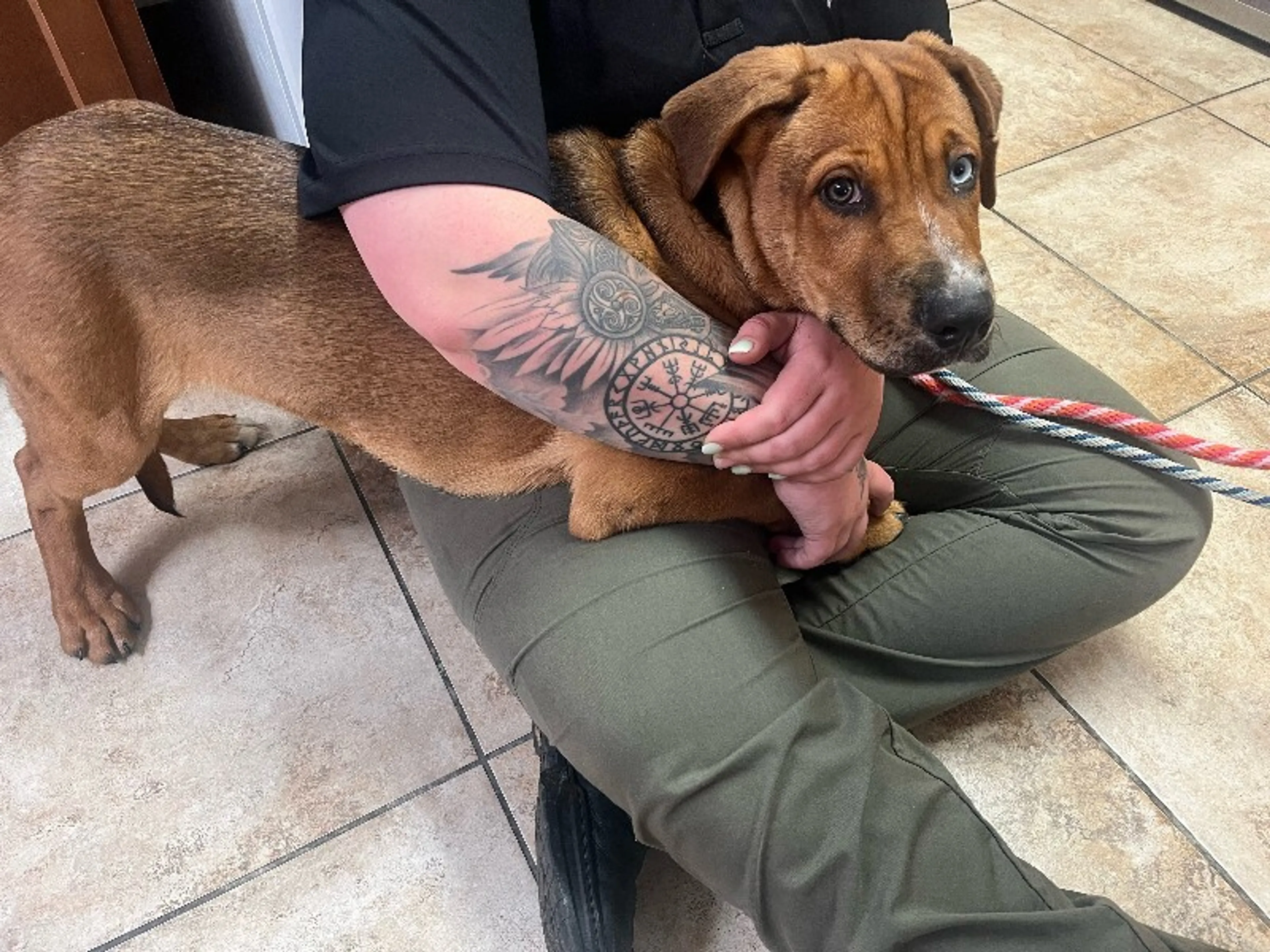 Found pet-3