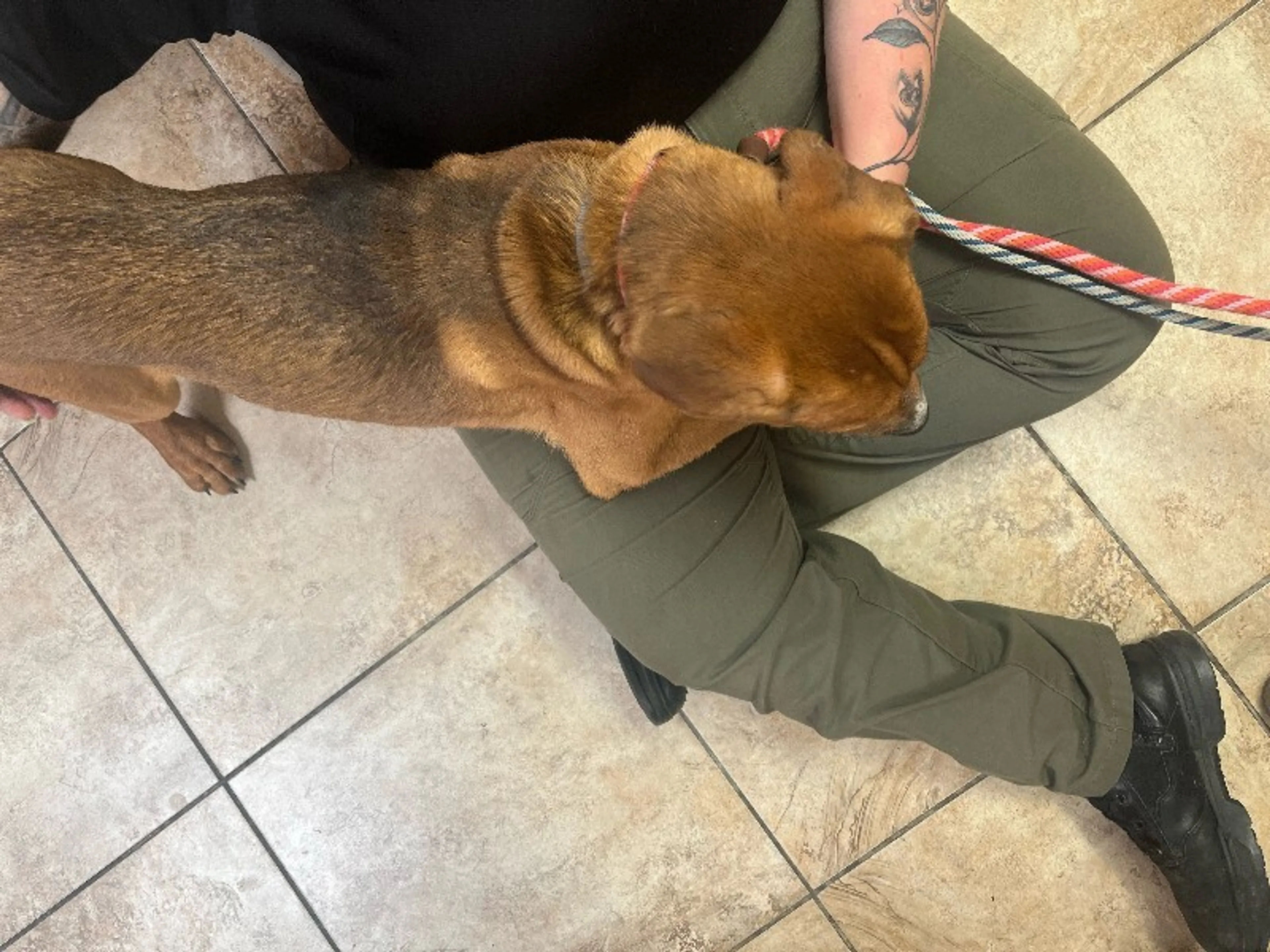 Found pet-2