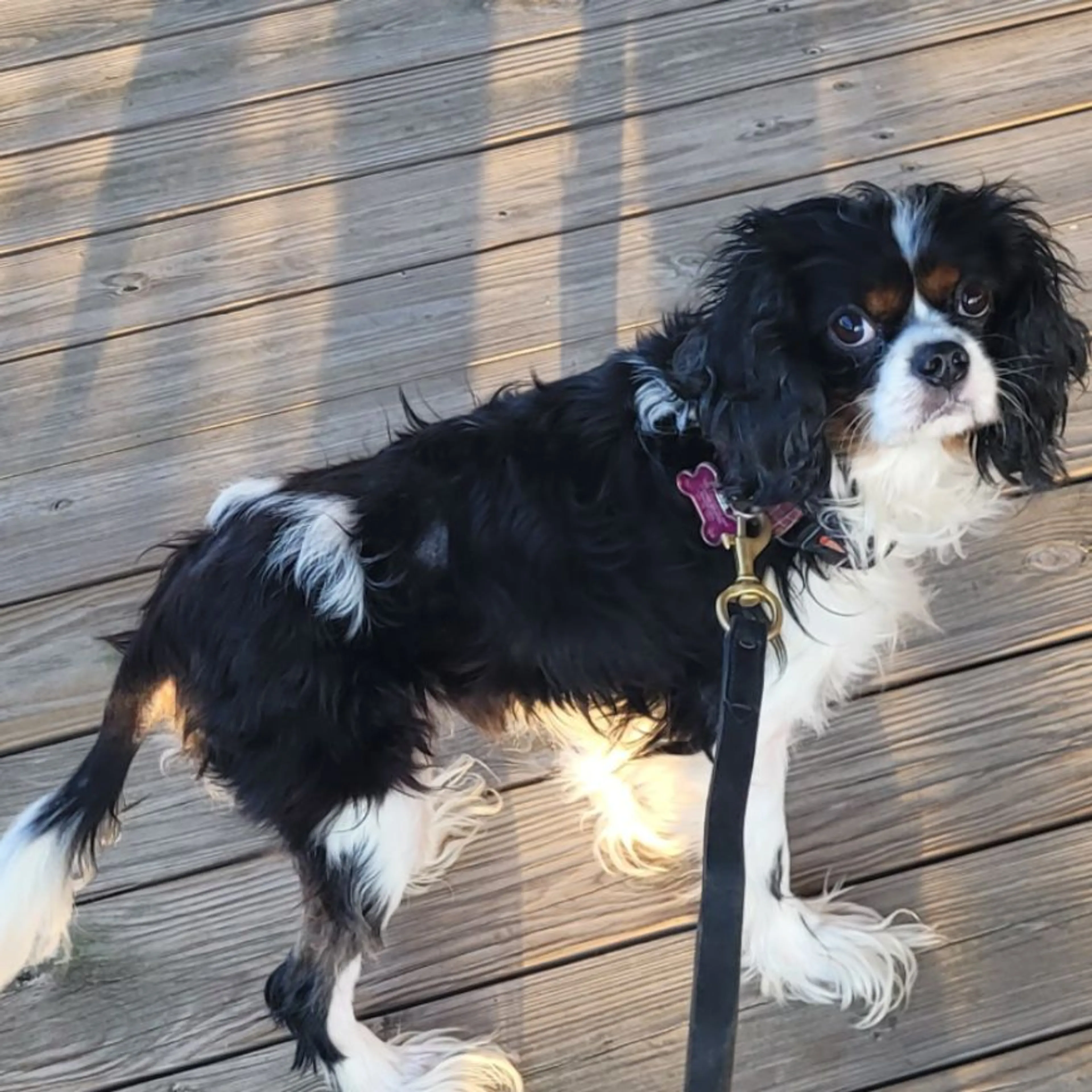 Lost pet