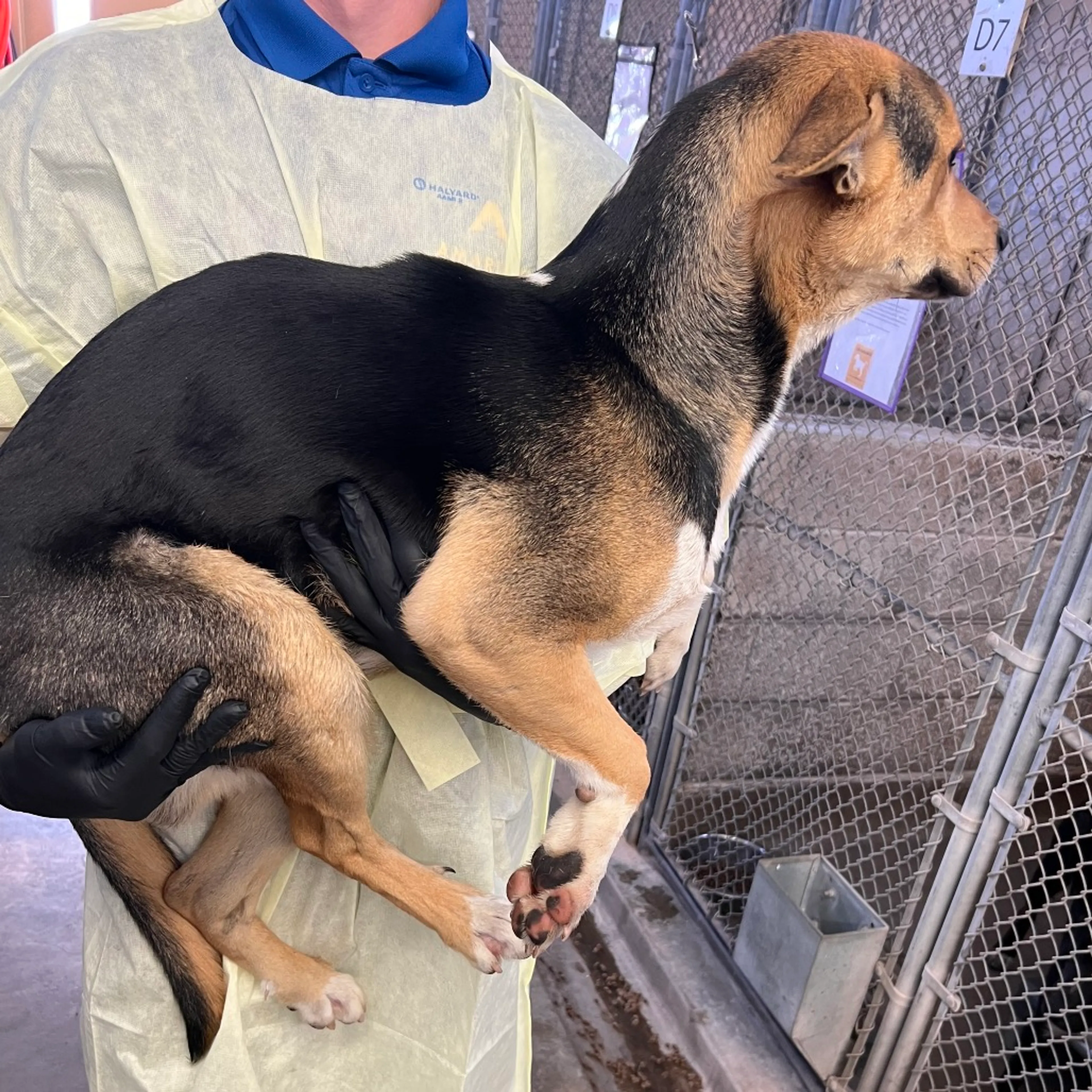 Found pet-1