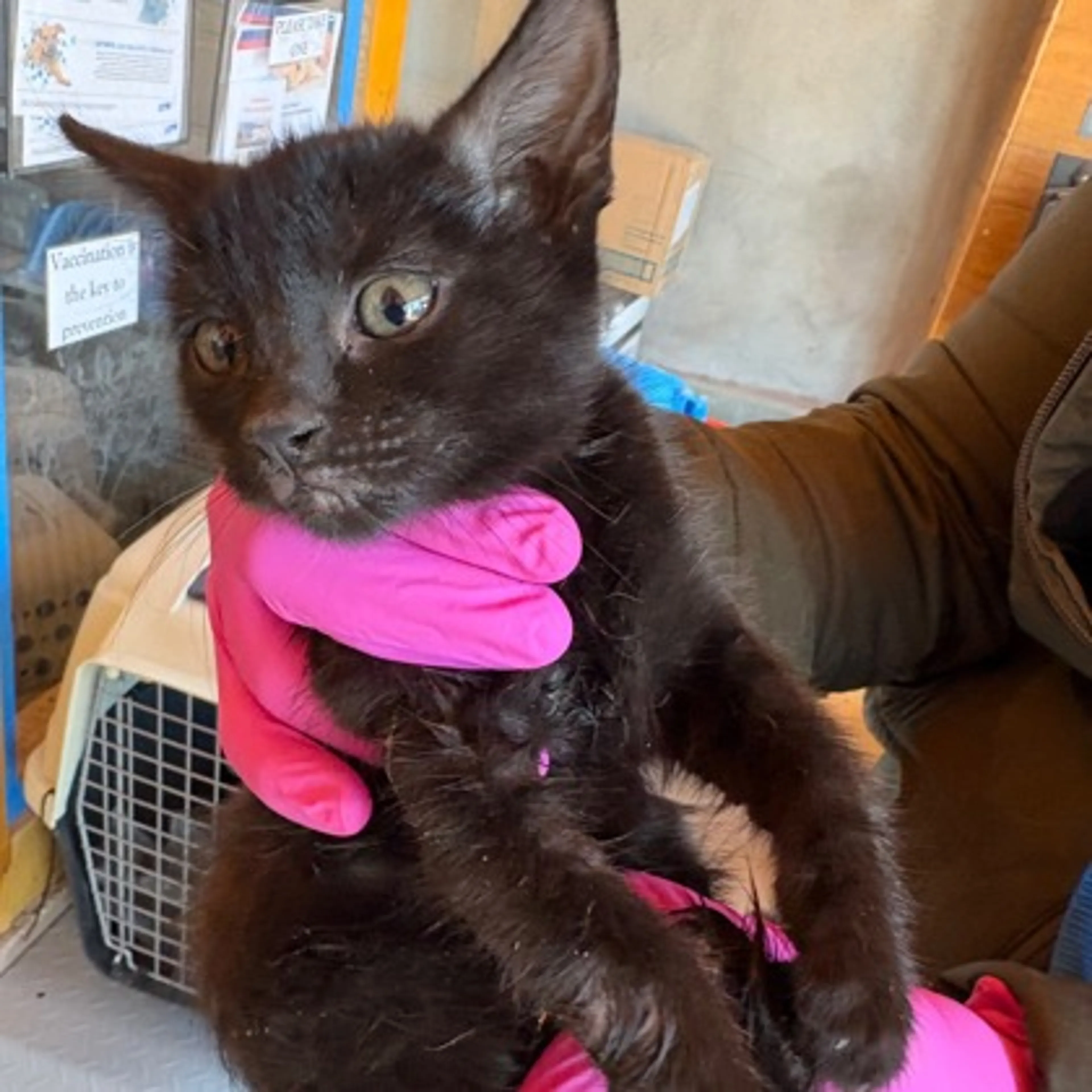 Found pet