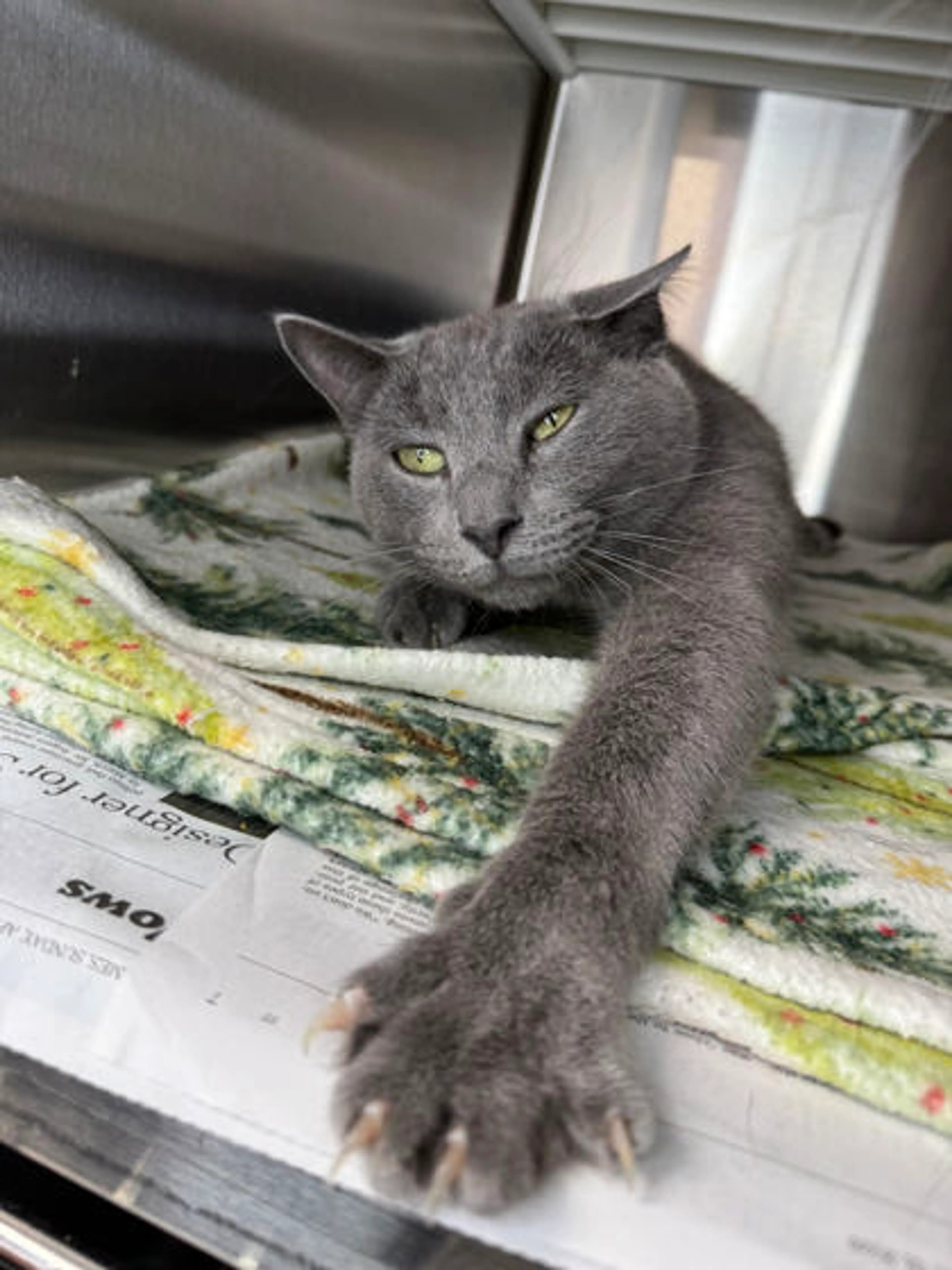 Found pet
