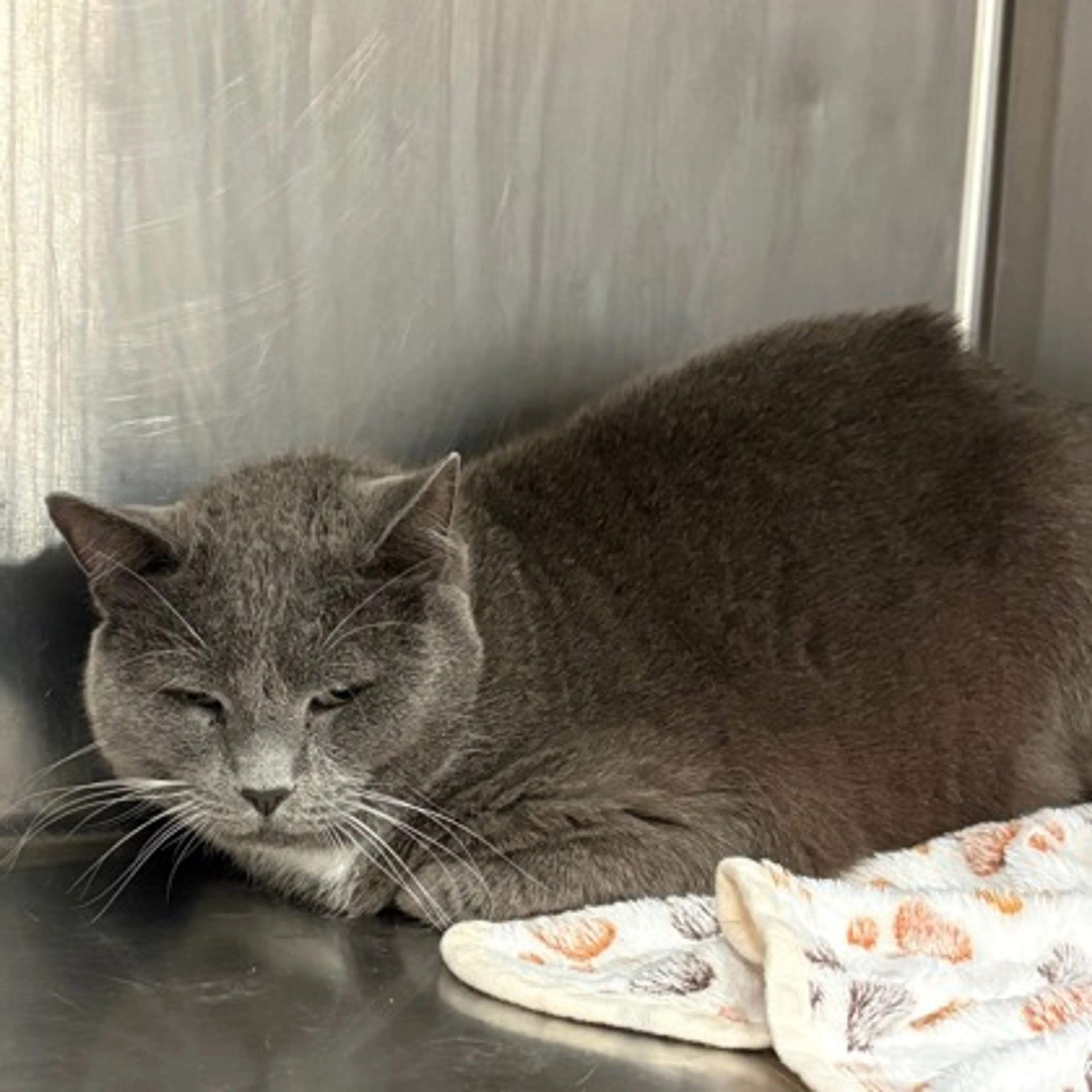 Found pet-1