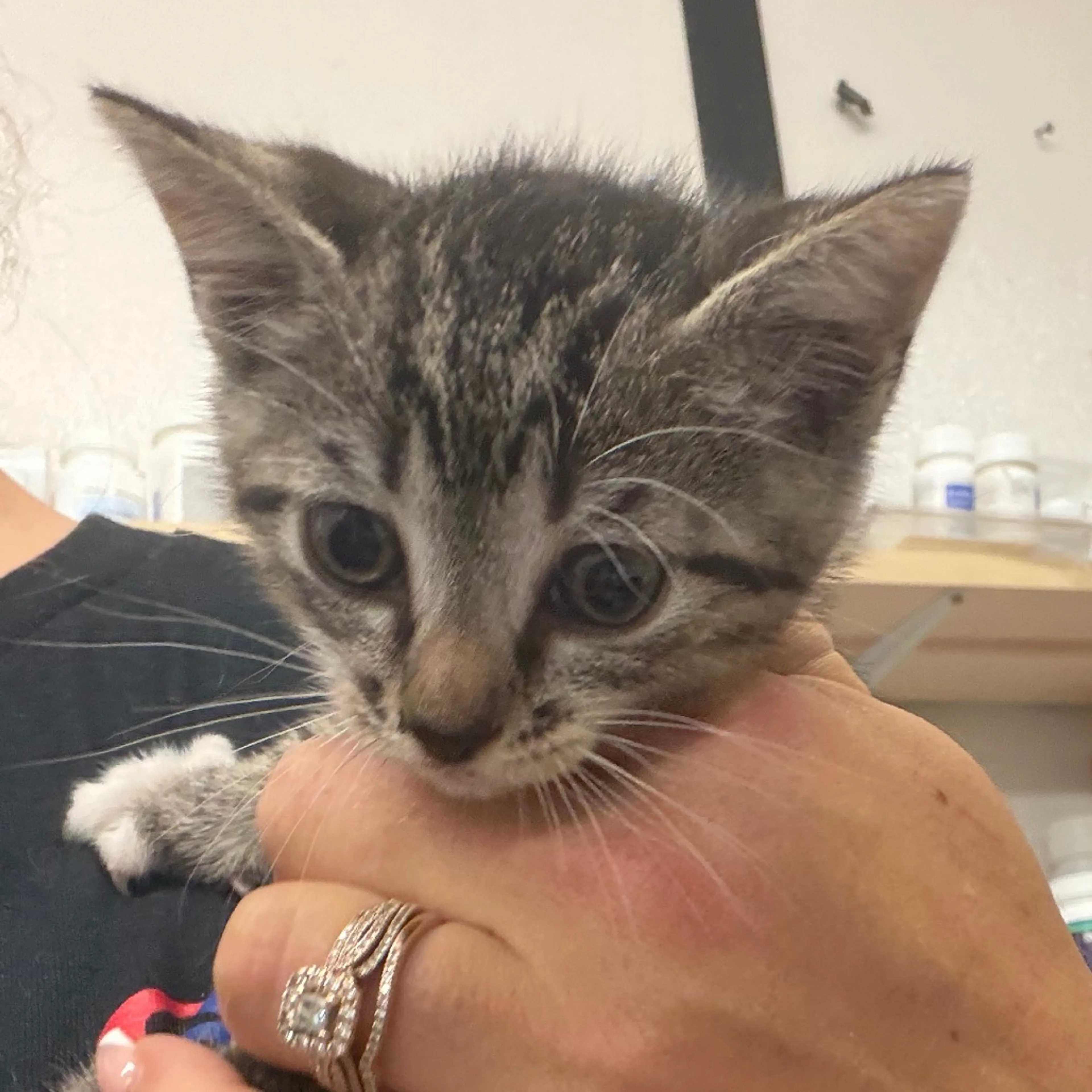 Found pet