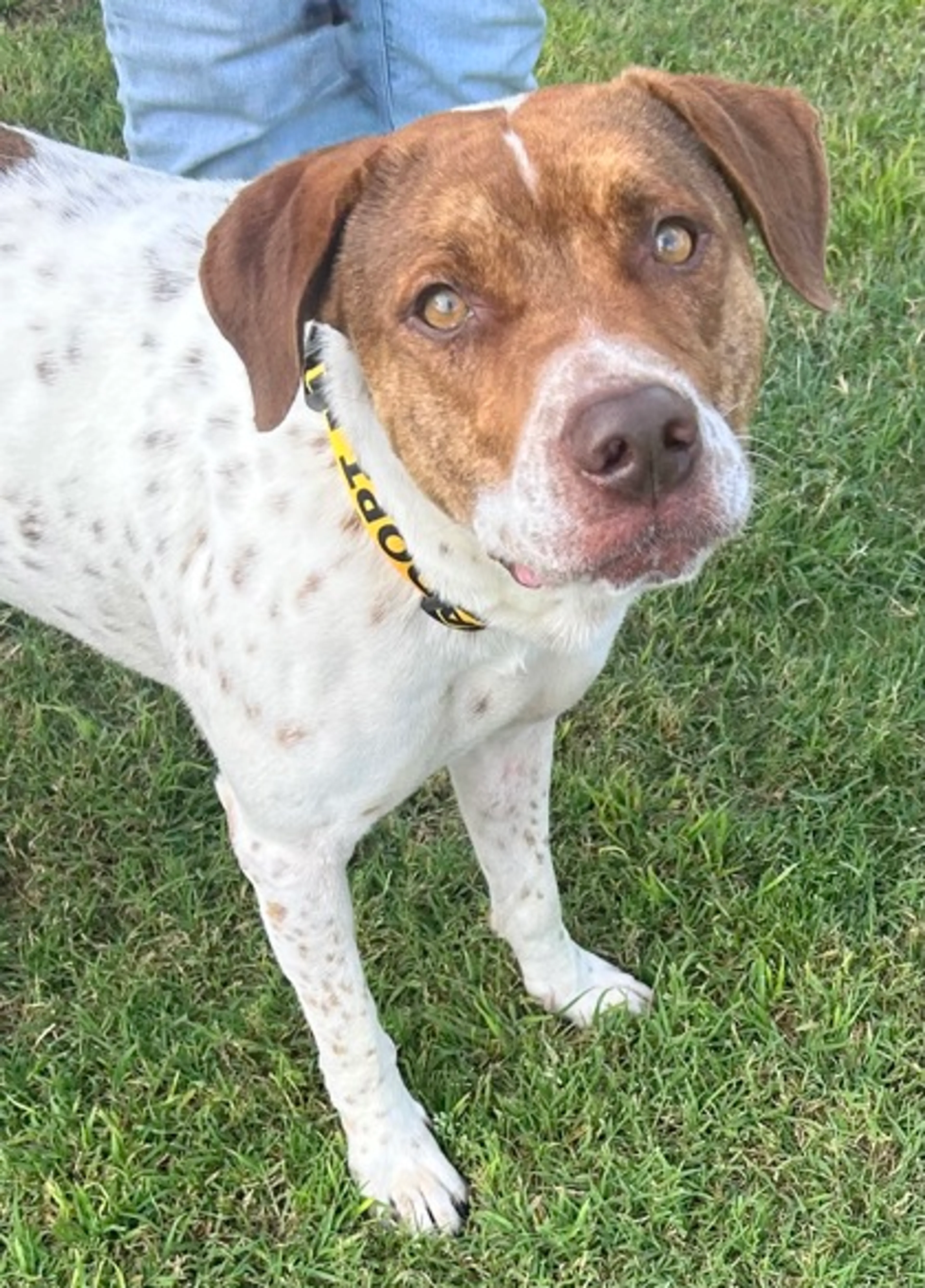 Found pet-1