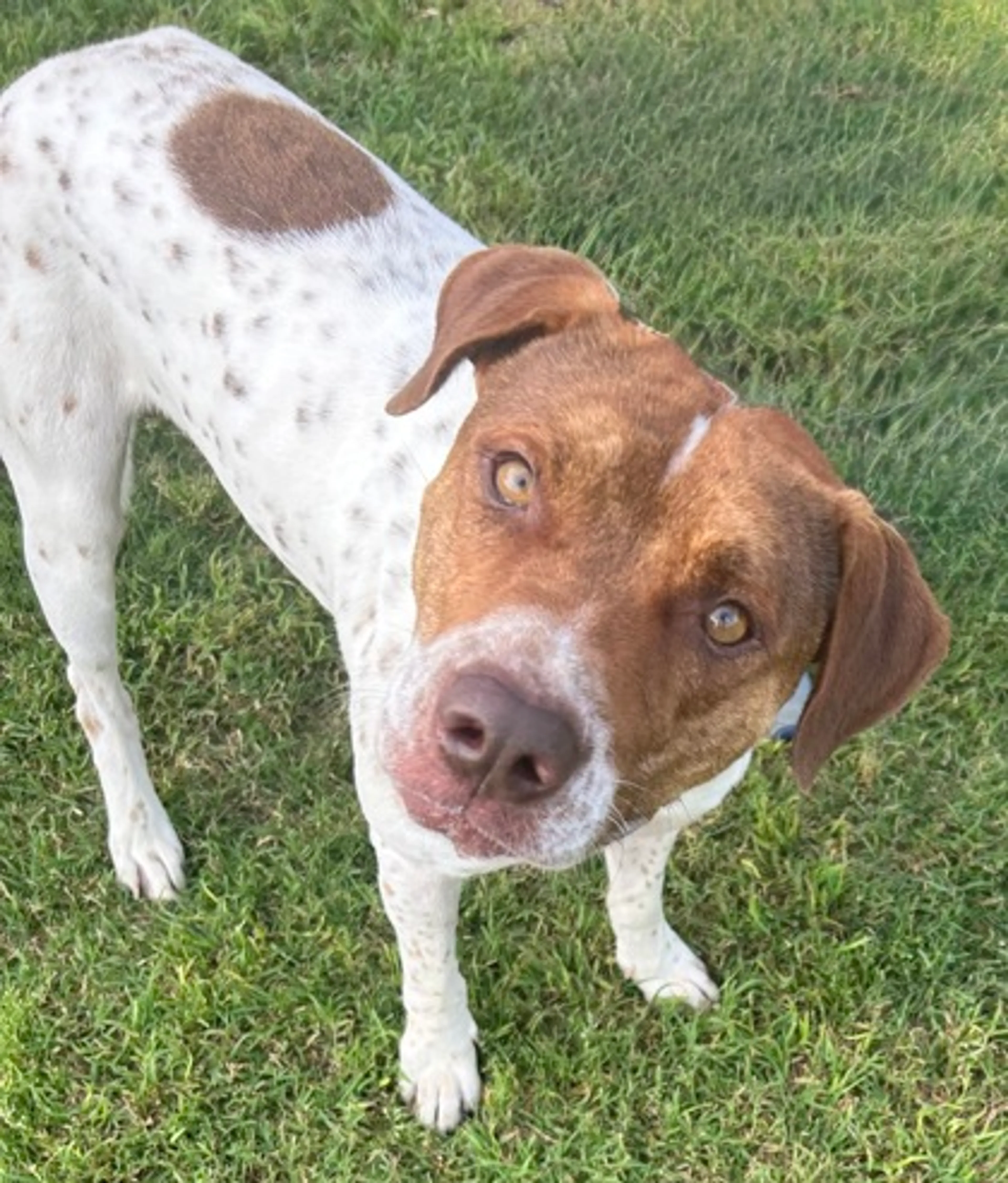 Found pet-2