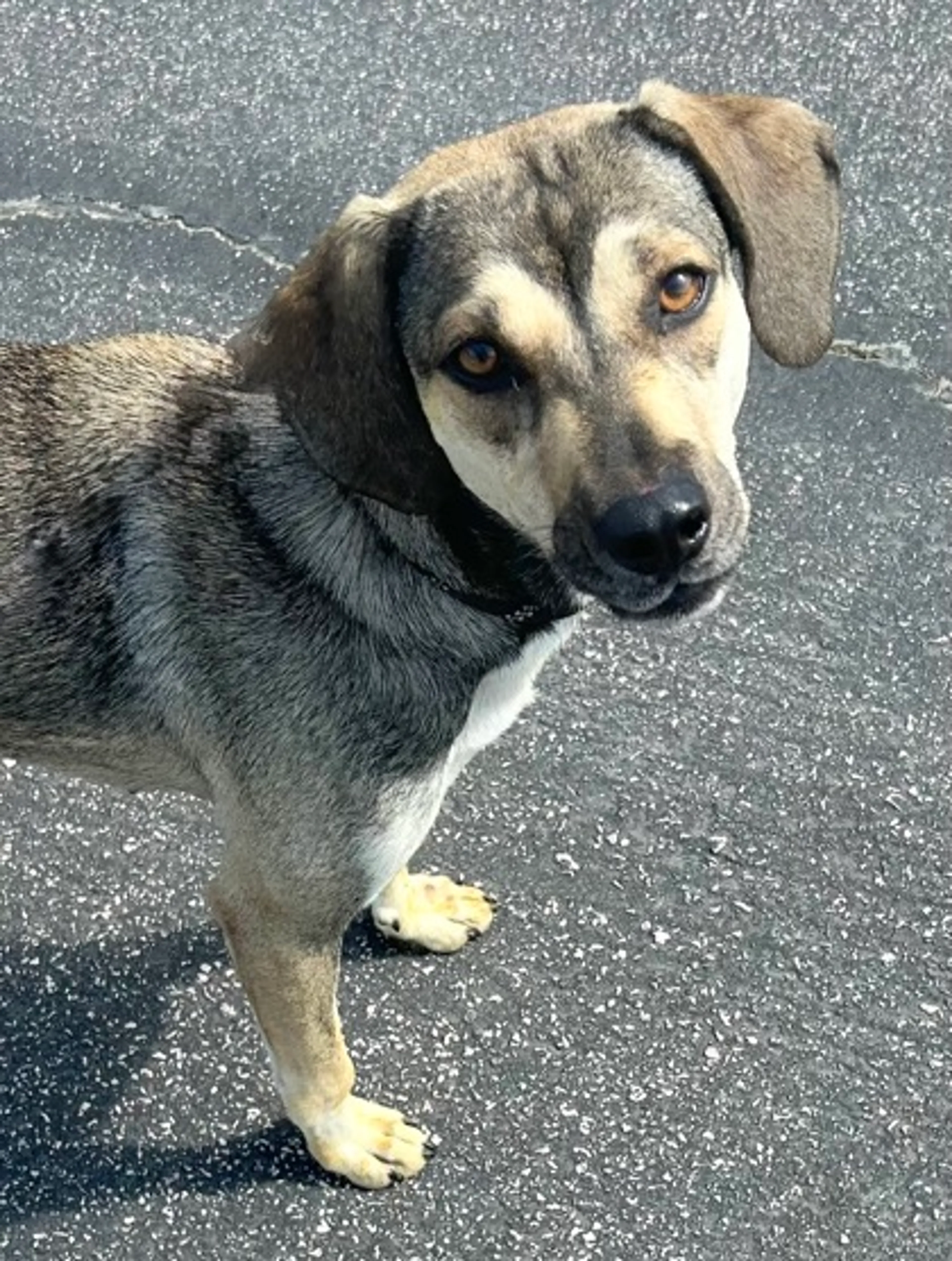 Found pet-2