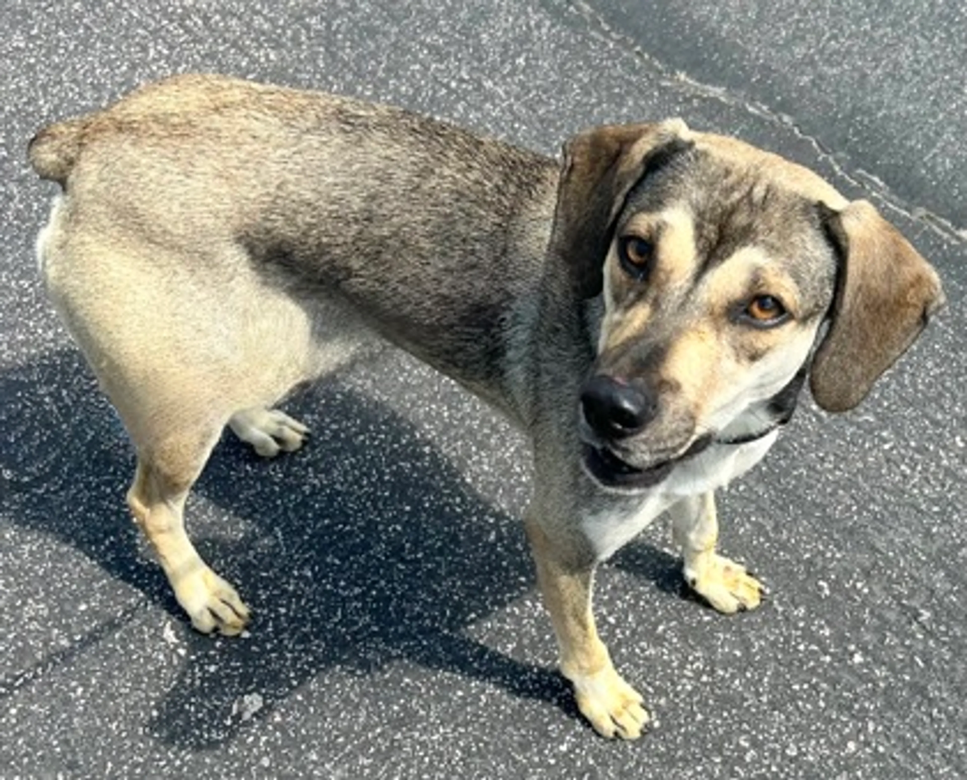 Found pet-1