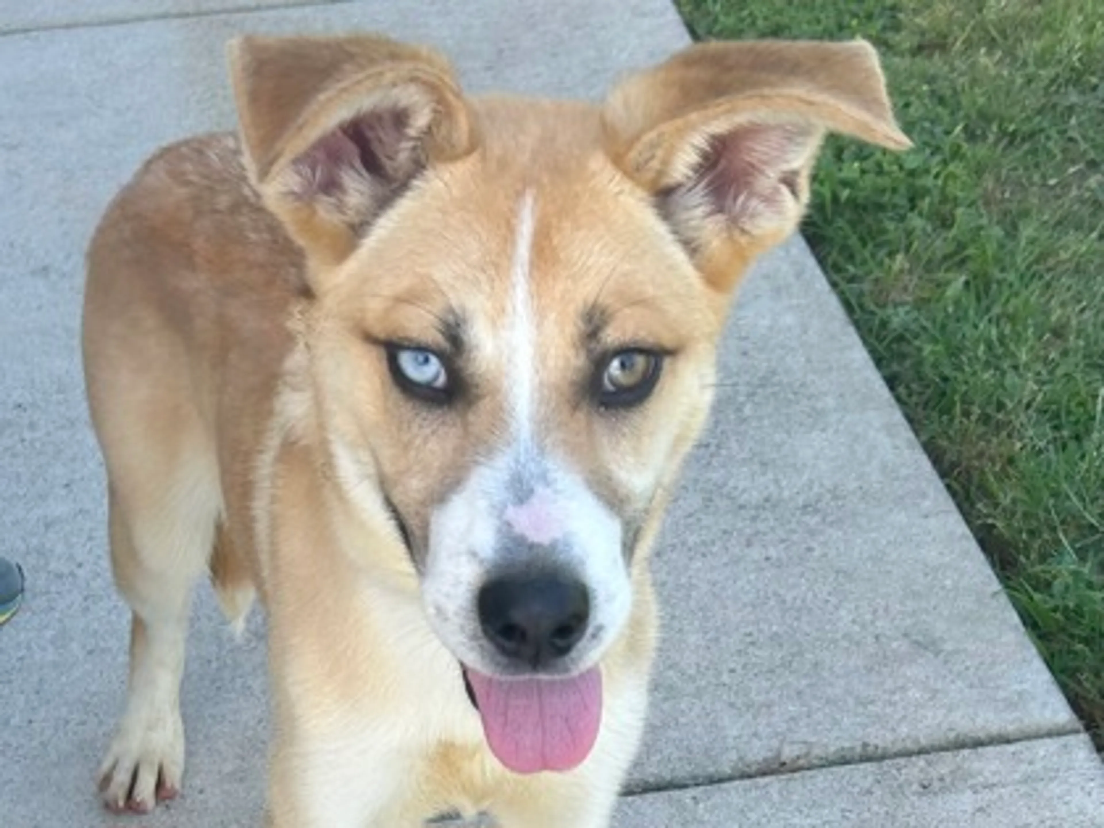 Found pet-1