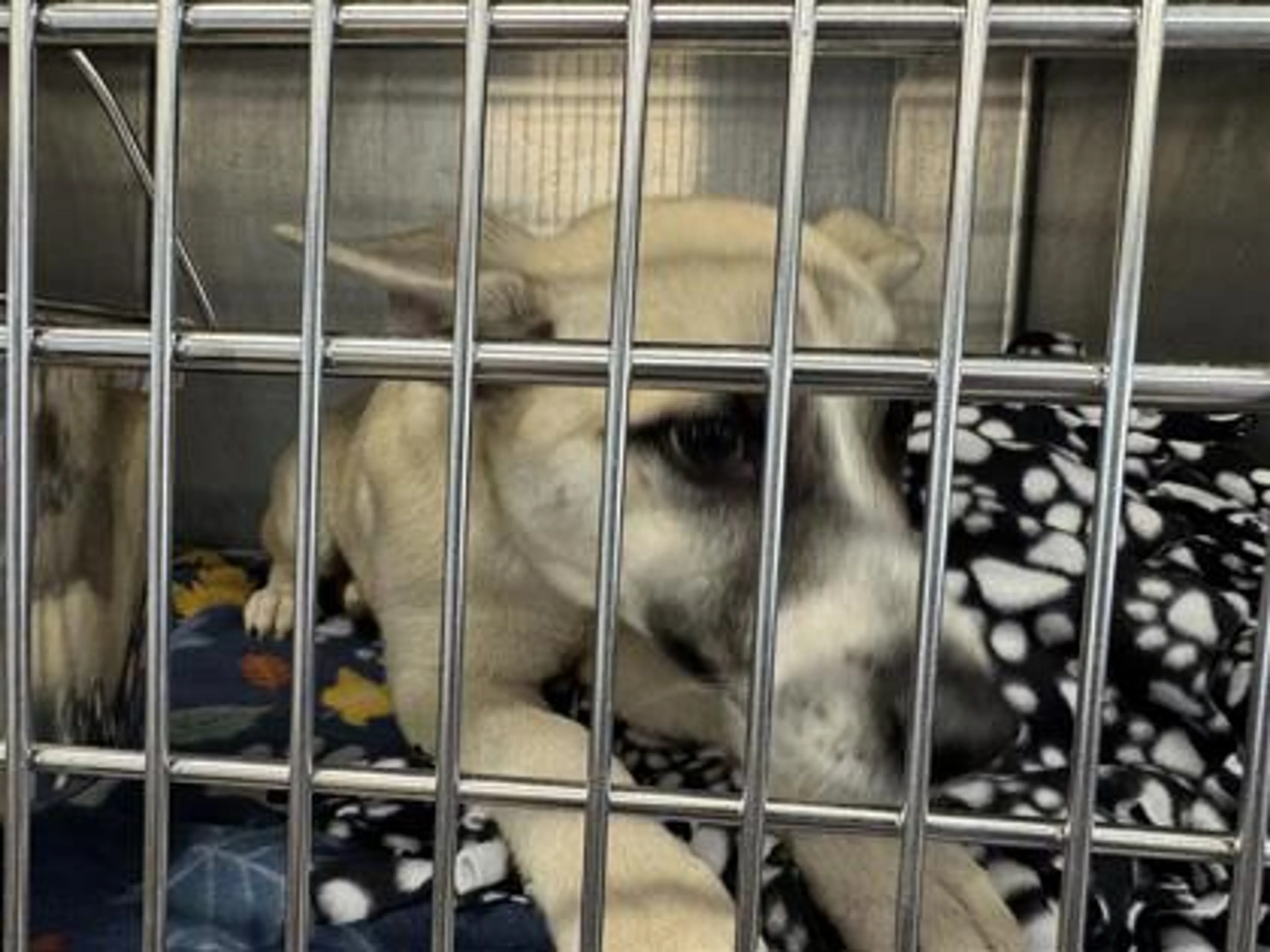 Found pet-1
