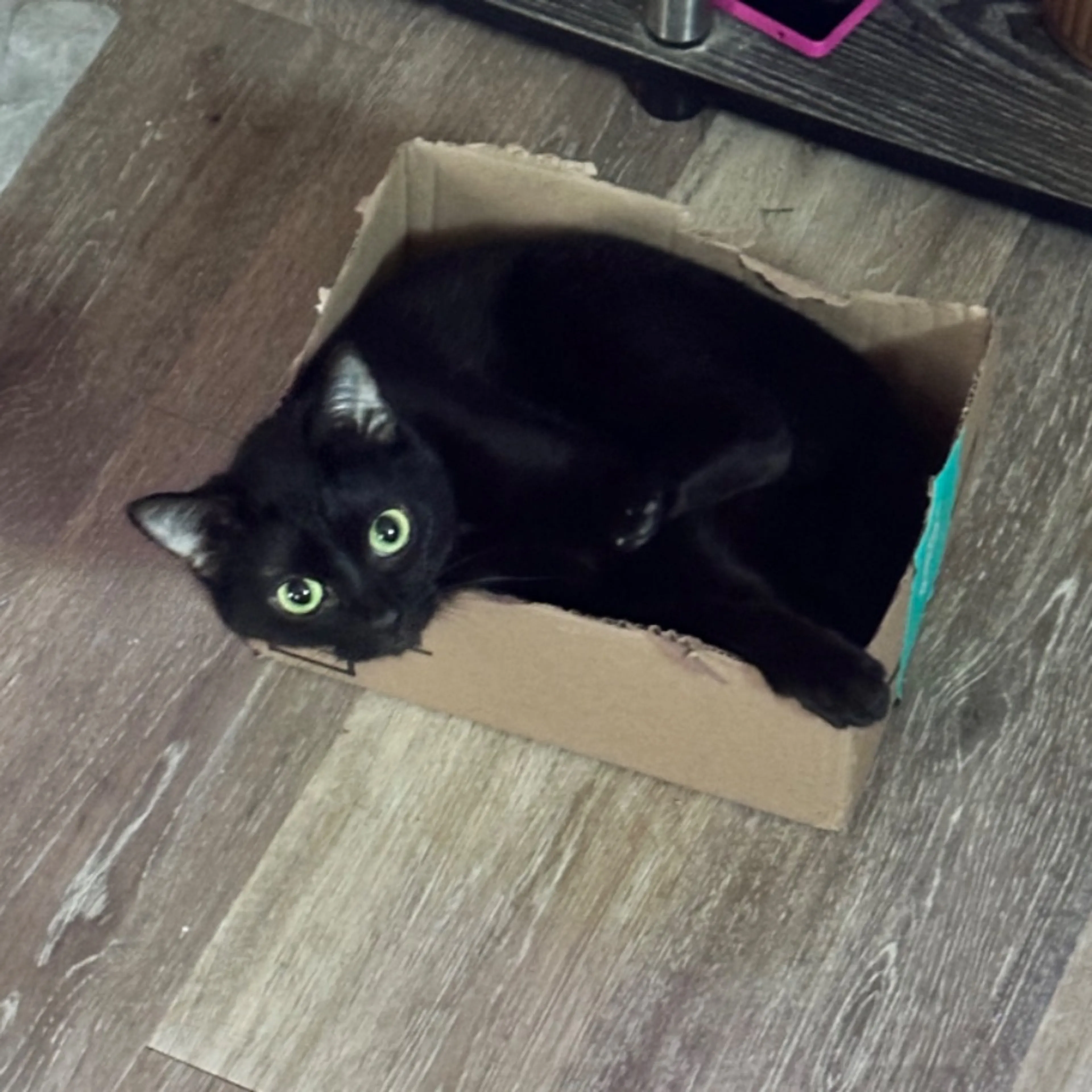 Lost pet-0