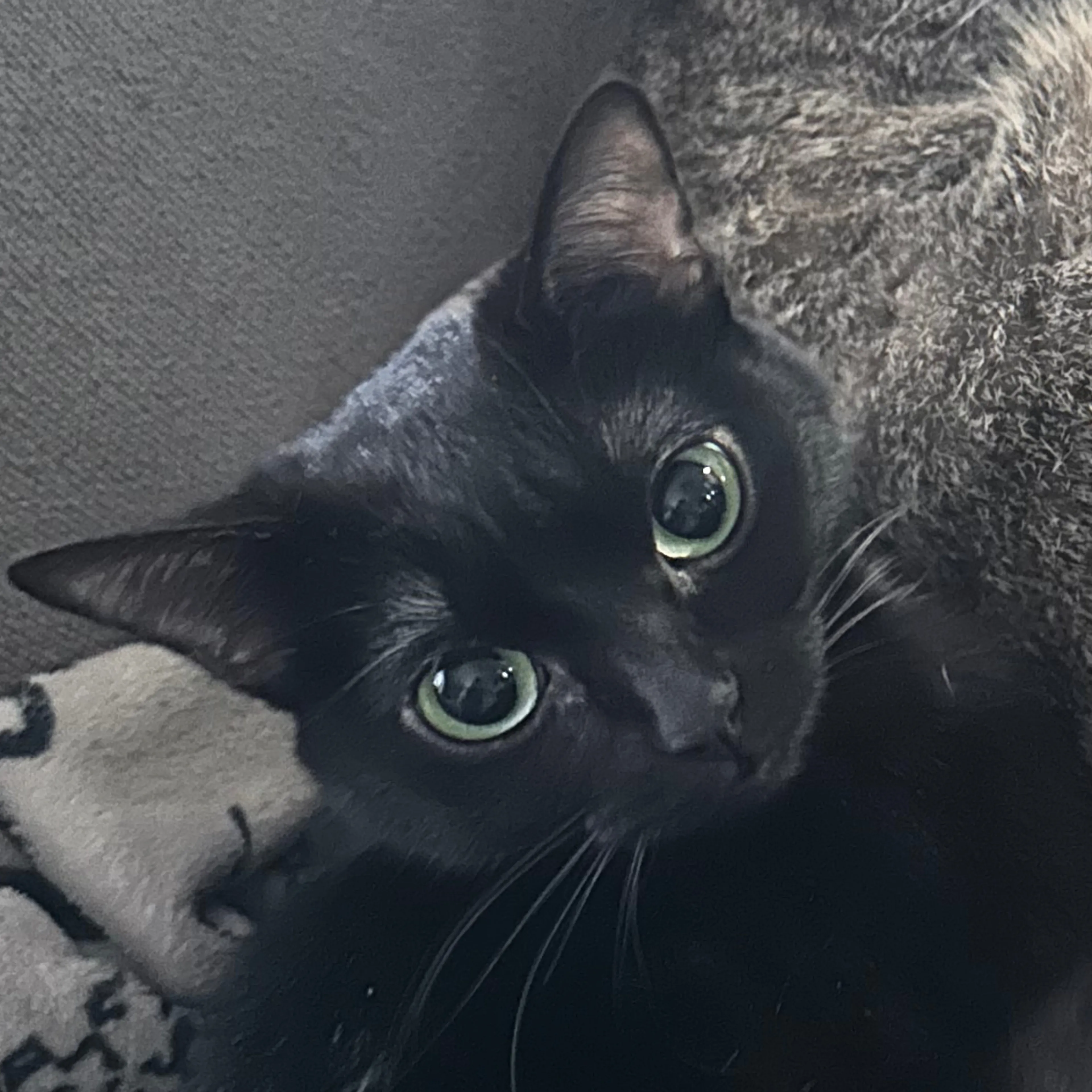 Lost pet-2