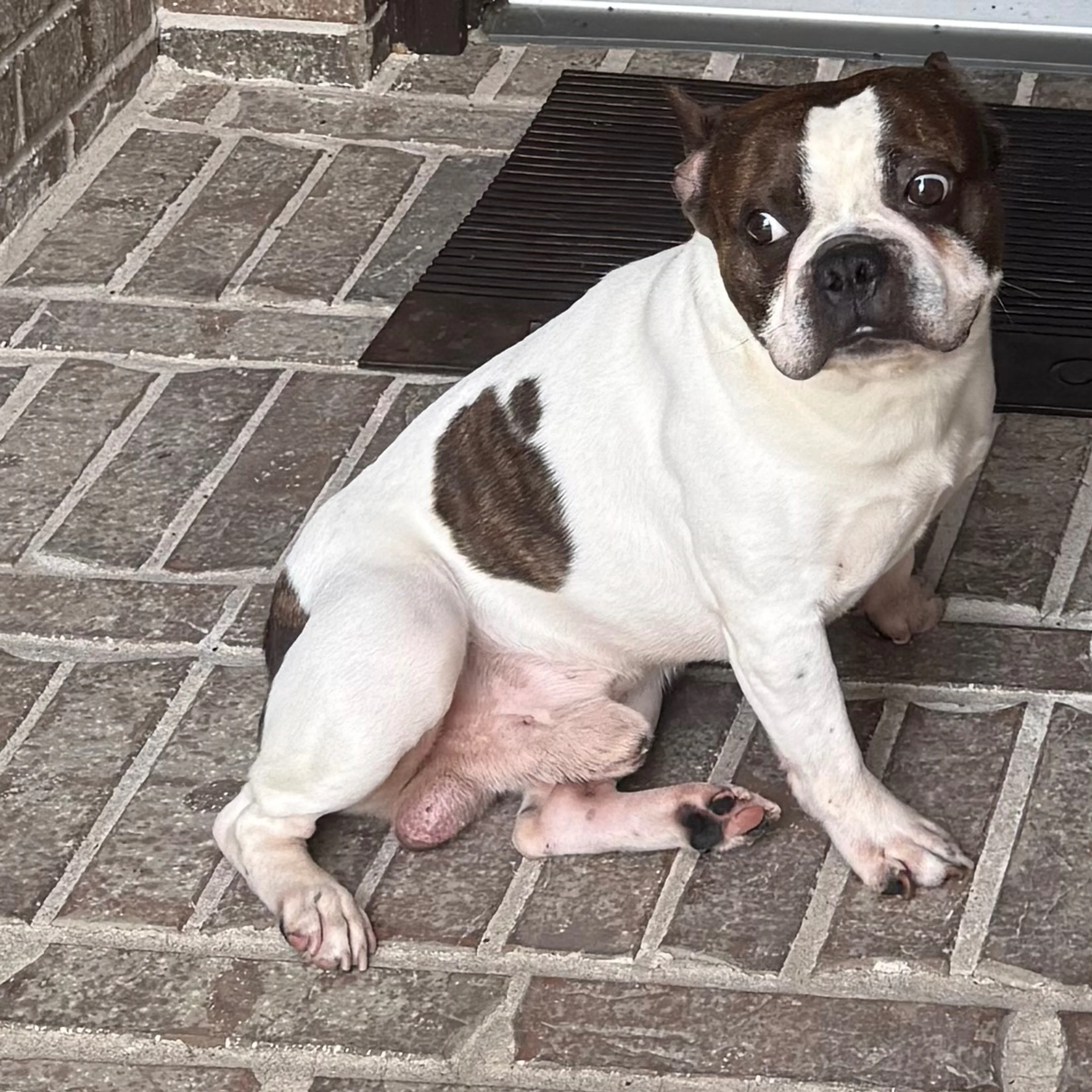 Lost pet-1